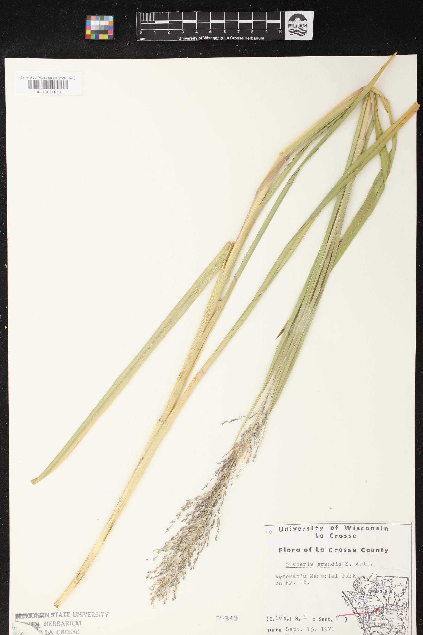 Glyceria grandis image