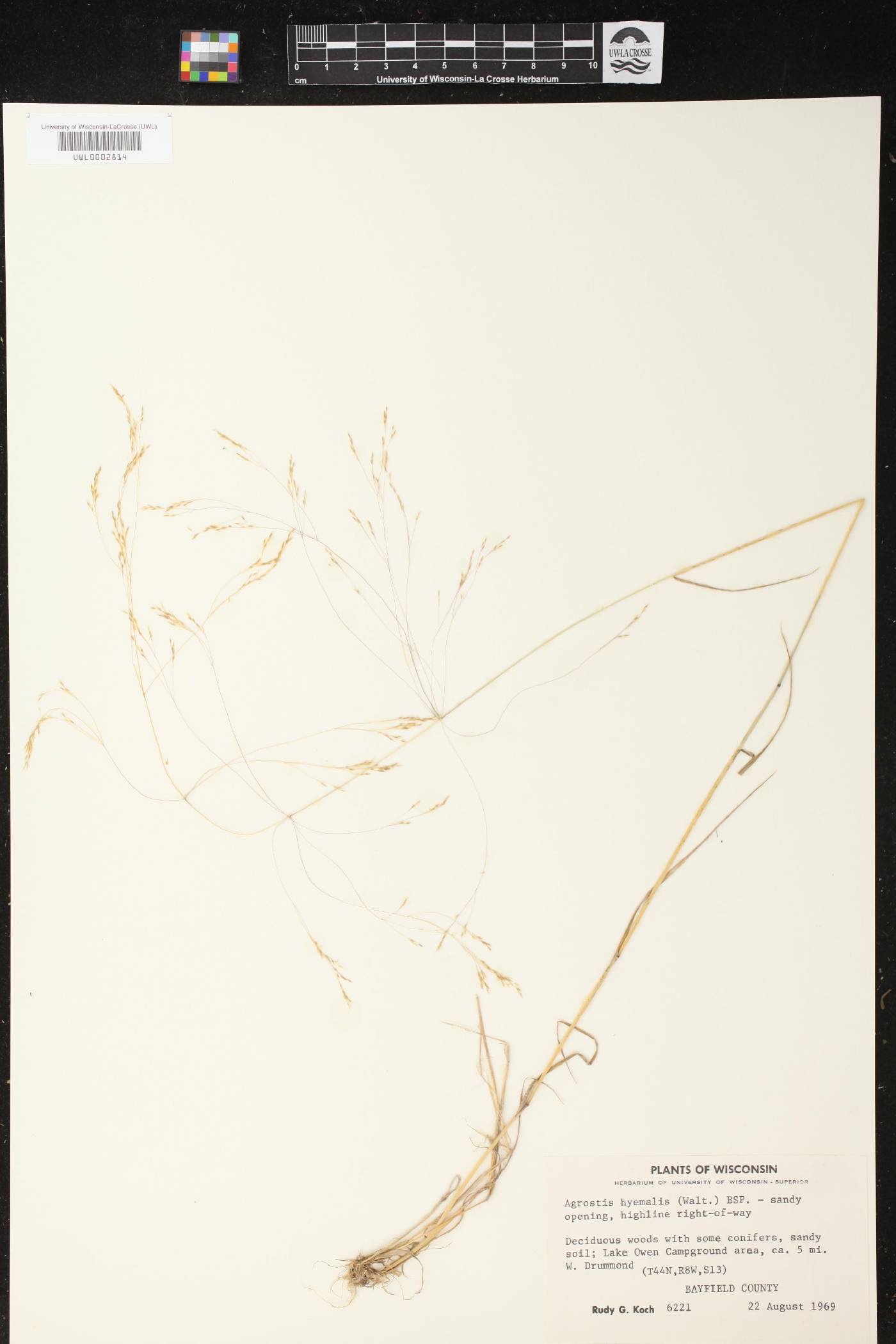 Agrostis hyemalis image