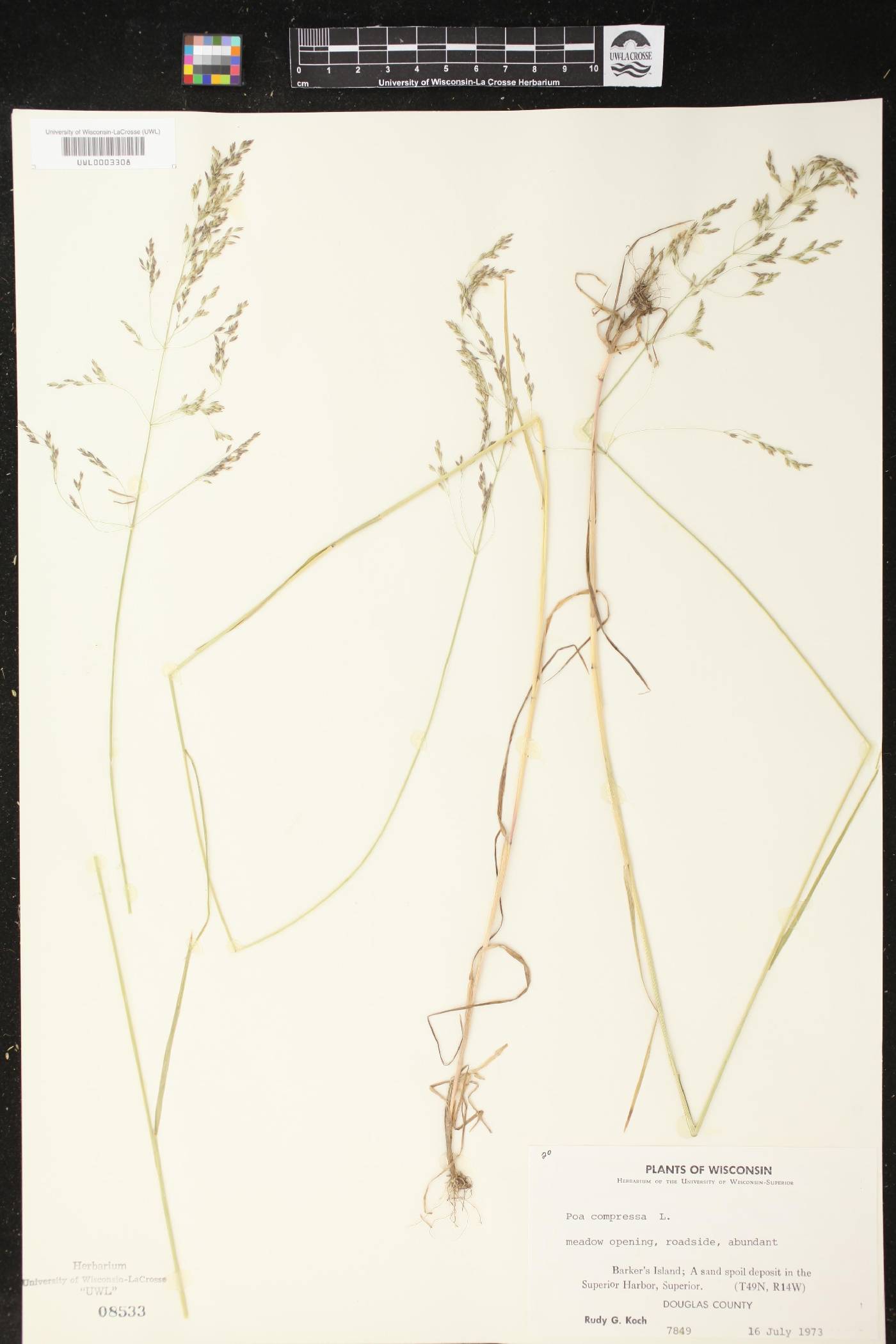 Poa compressa image