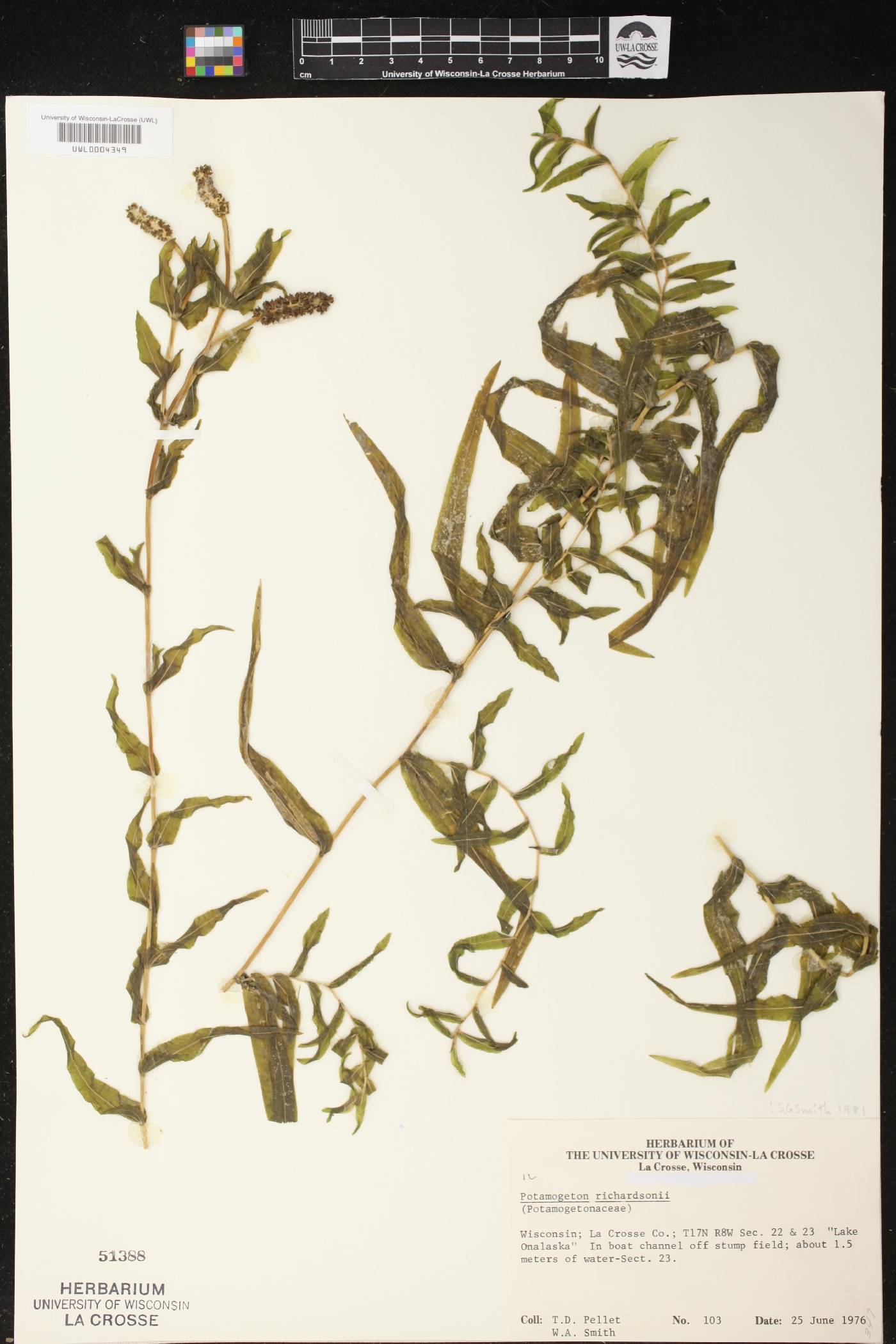 Potamogeton richardsonii image