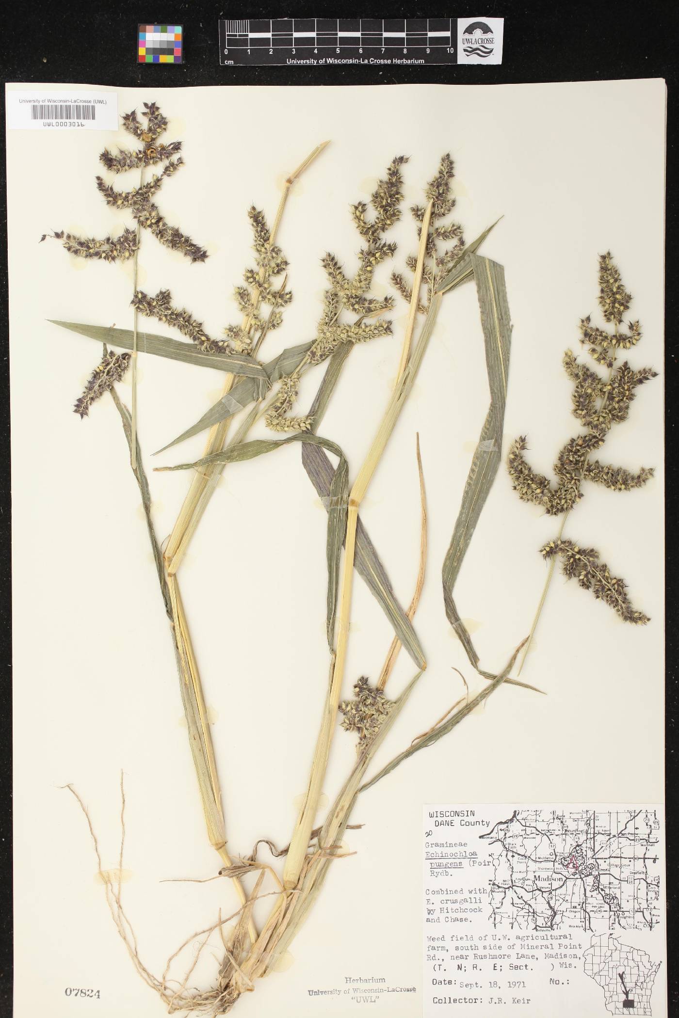 Echinochloa muricata var. muricata image