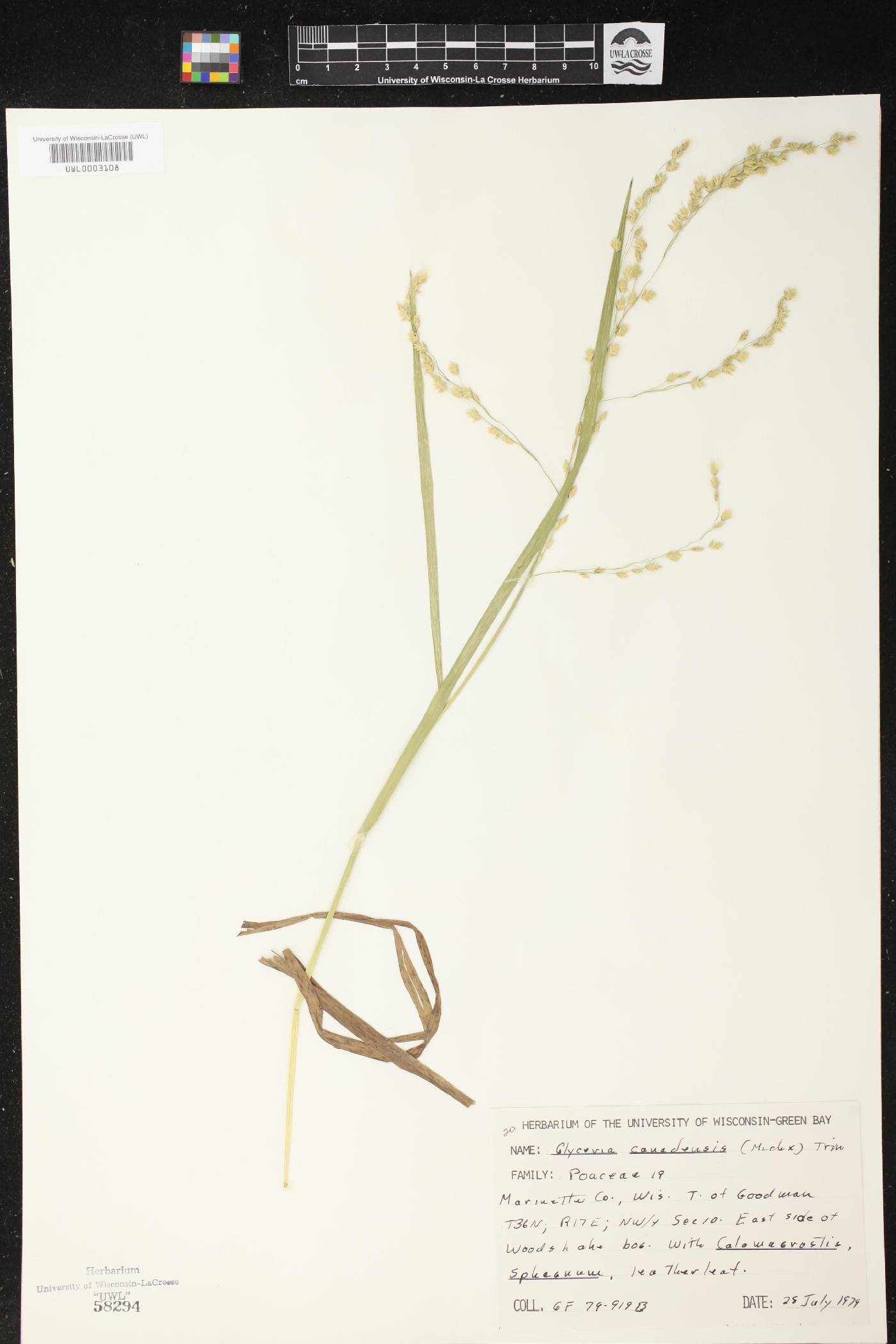 Glyceria canadensis image