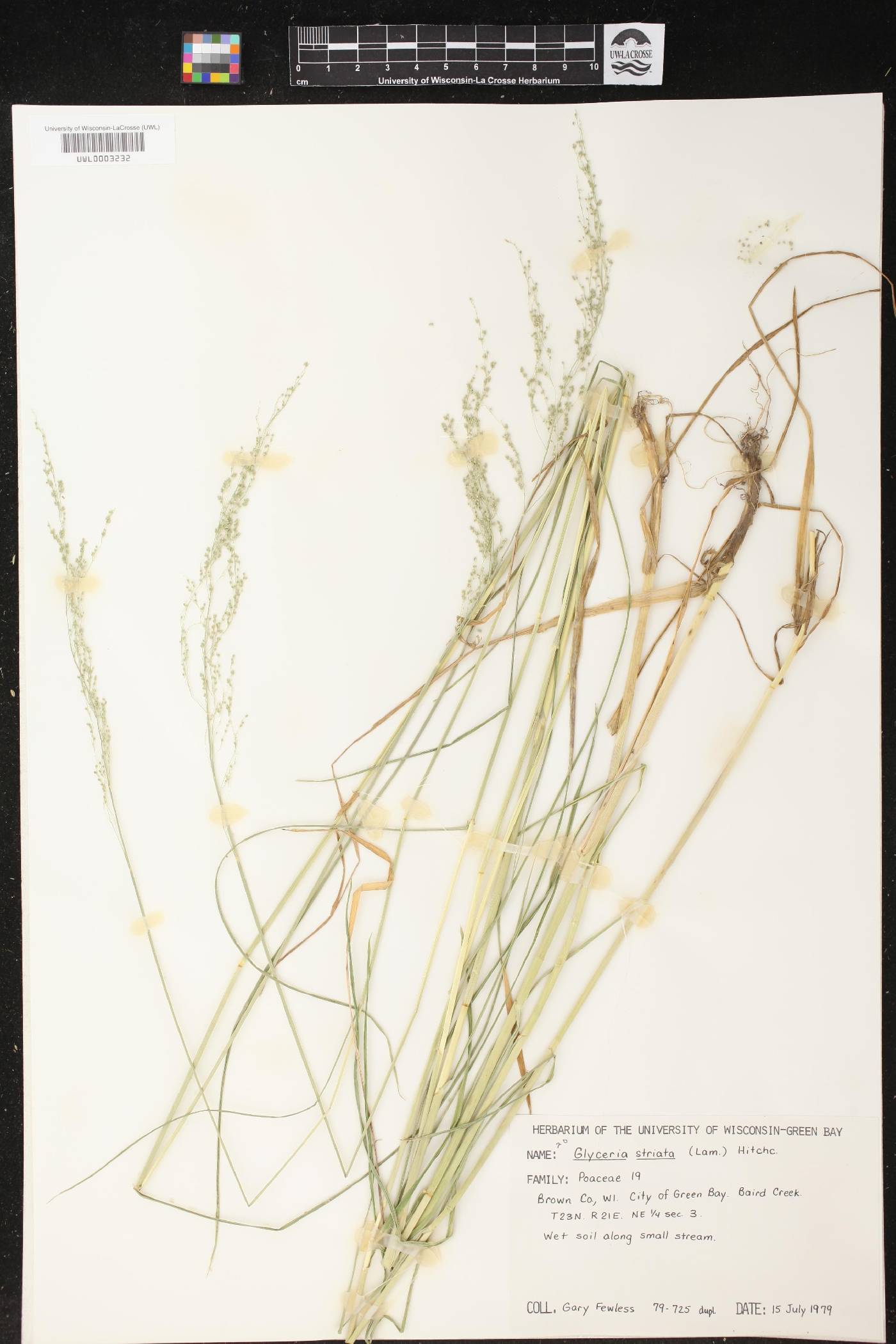 Glyceria striata image