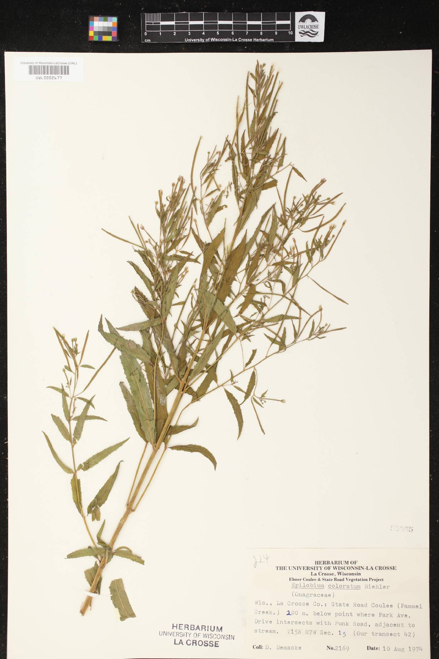 Epilobium coloratum image