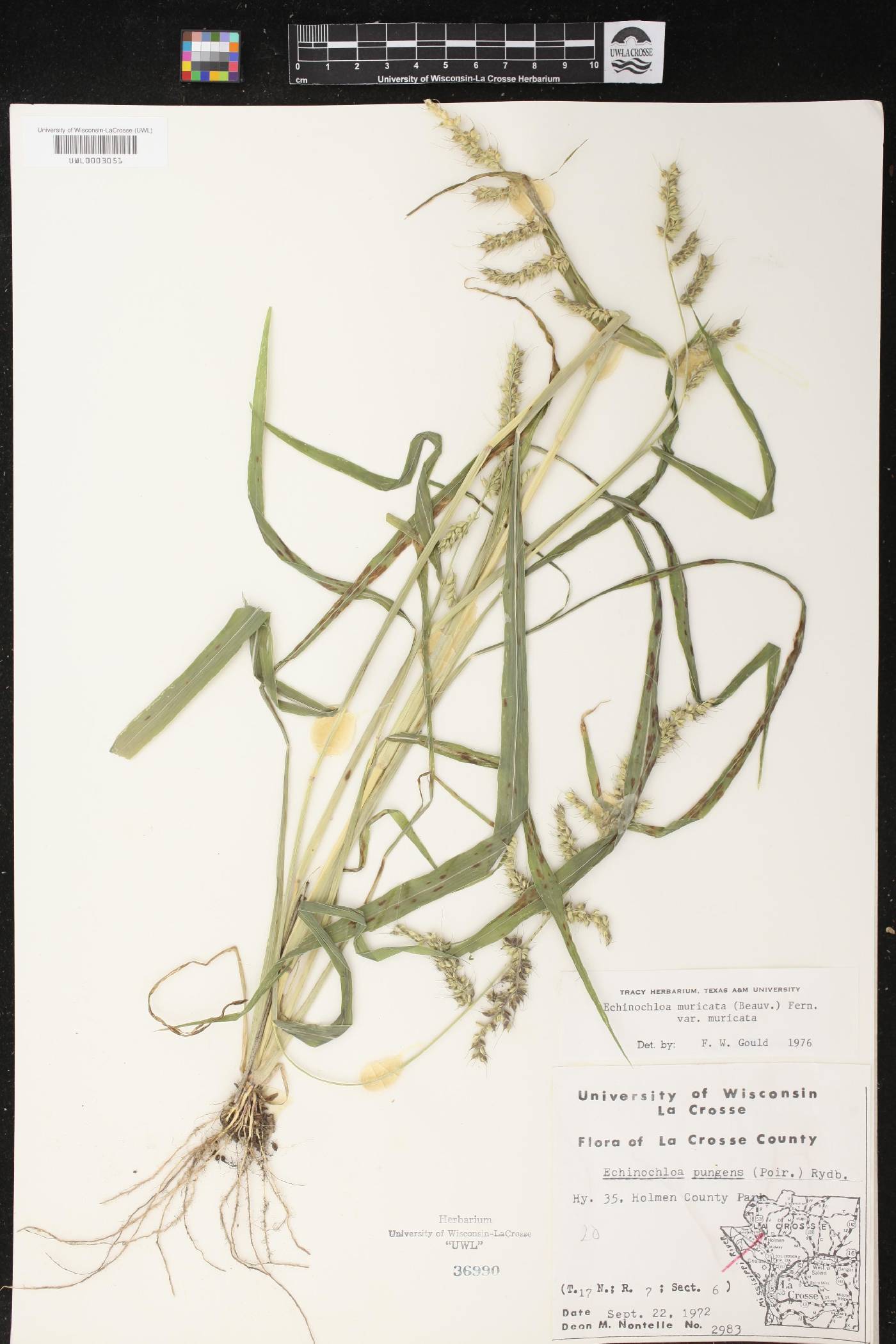Echinochloa muricata var. muricata image