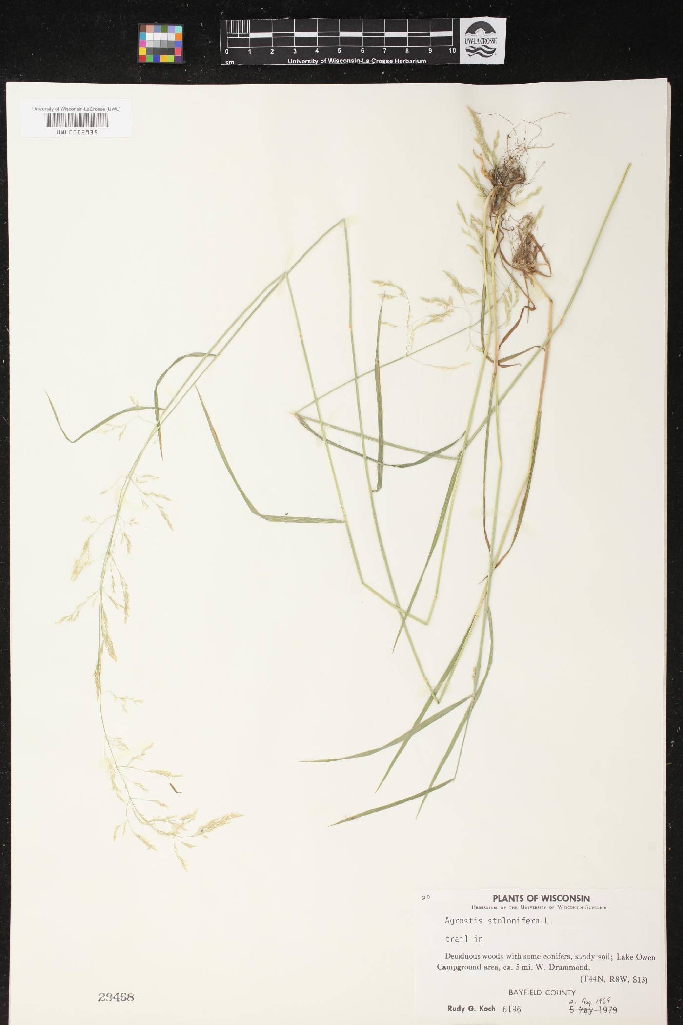 Agrostis stolonifera image