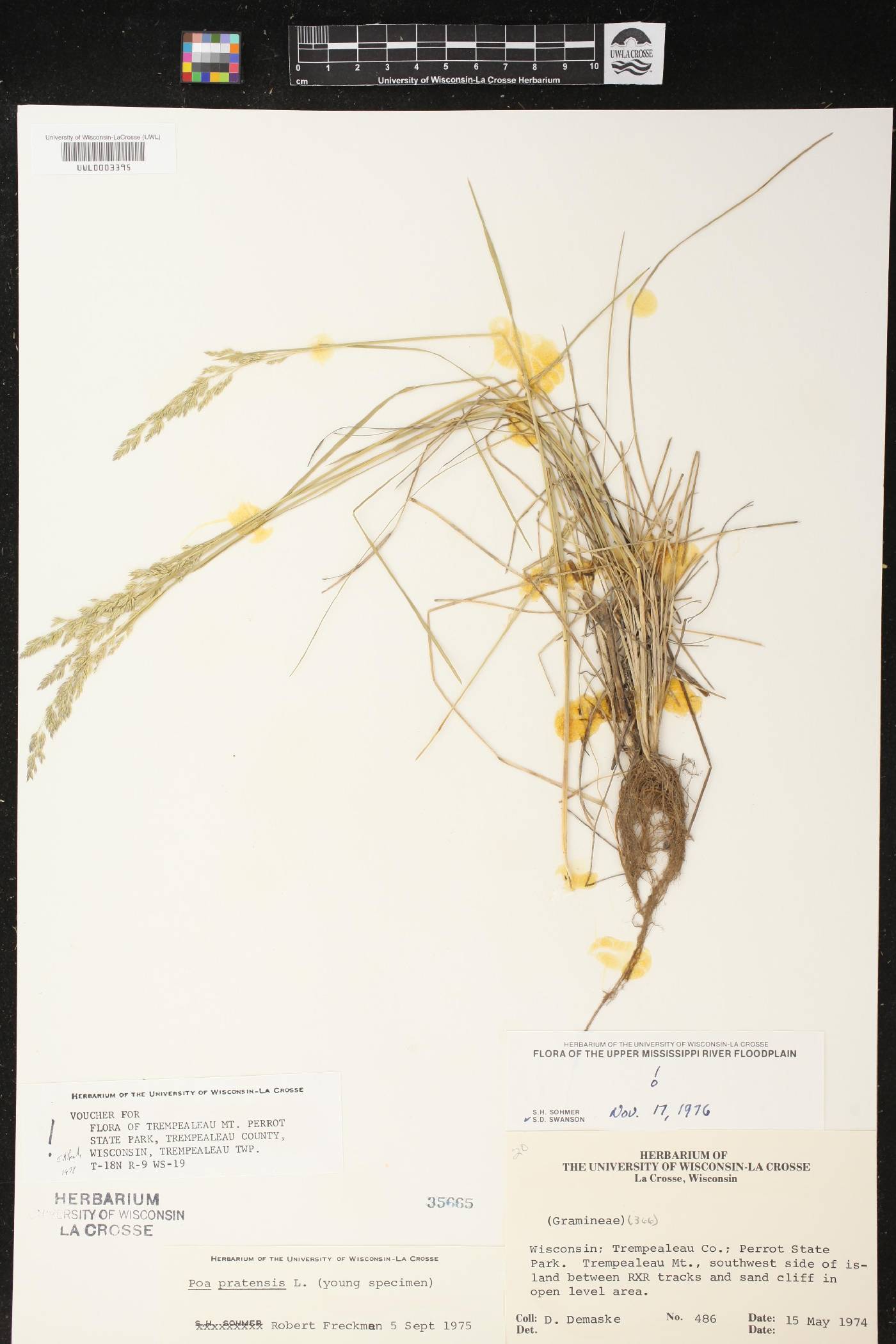 Poa pratensis image