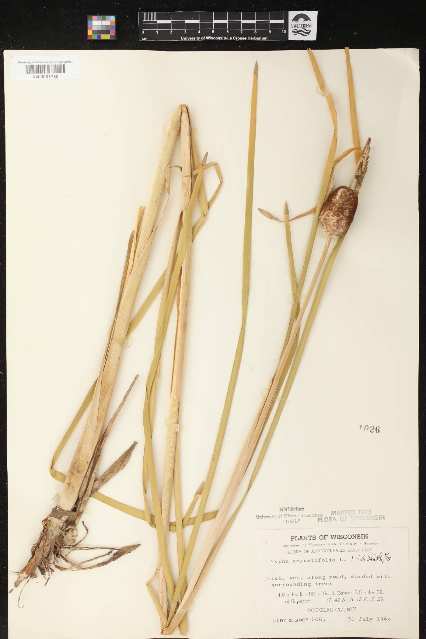 Typha angustifolia image