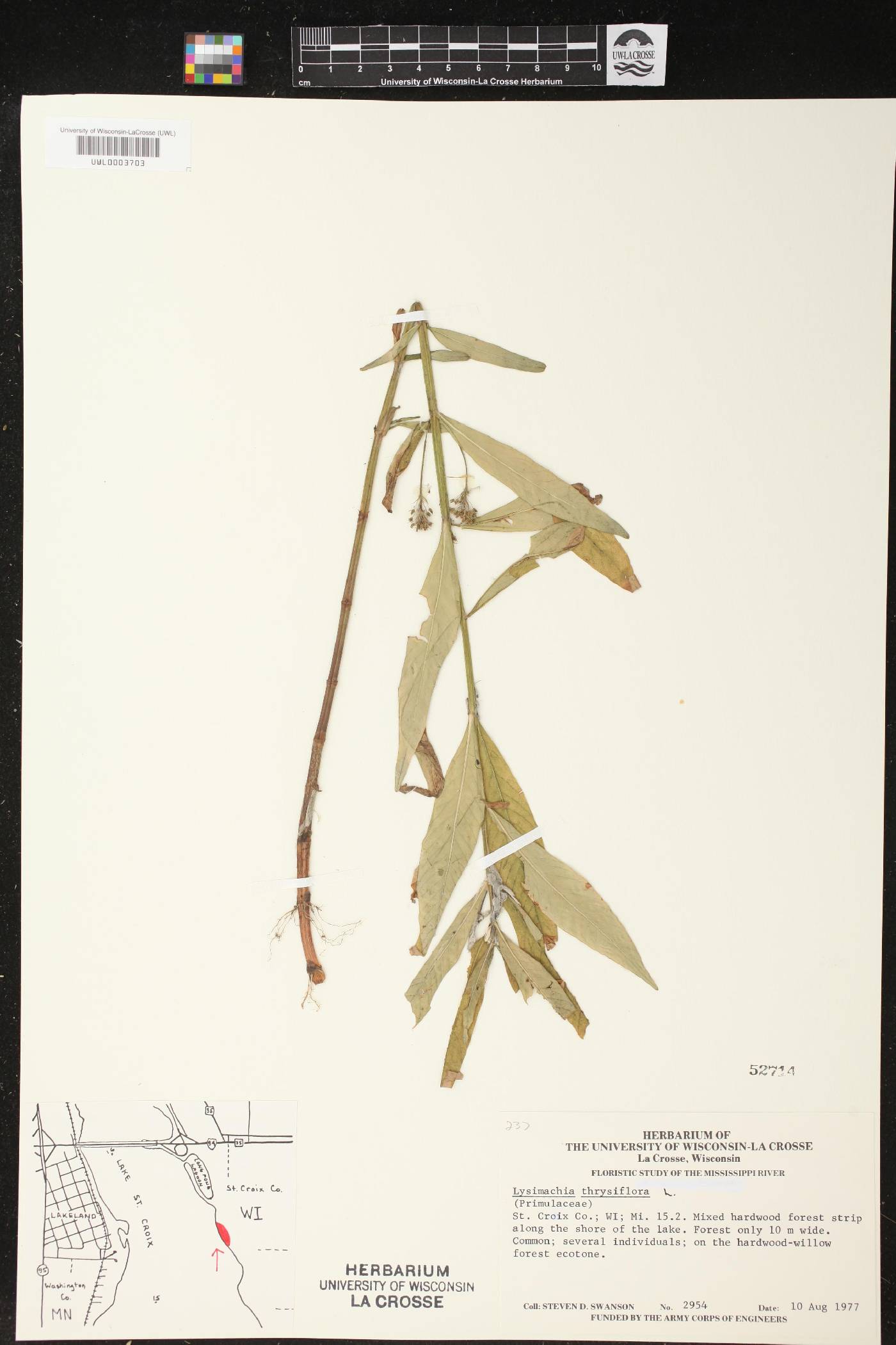 Lysimachia thyrsiflora image