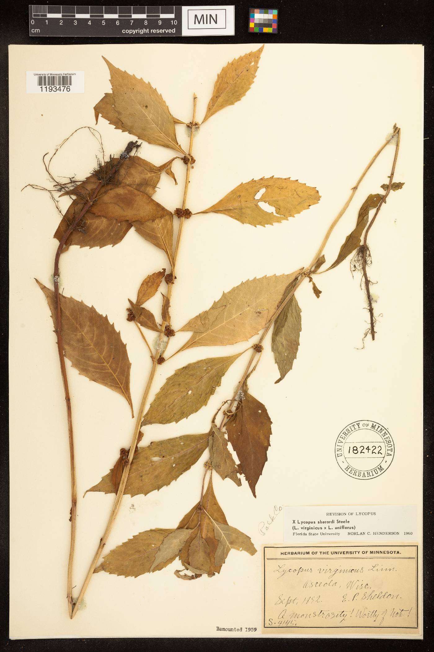 Lycopus X sherardii image