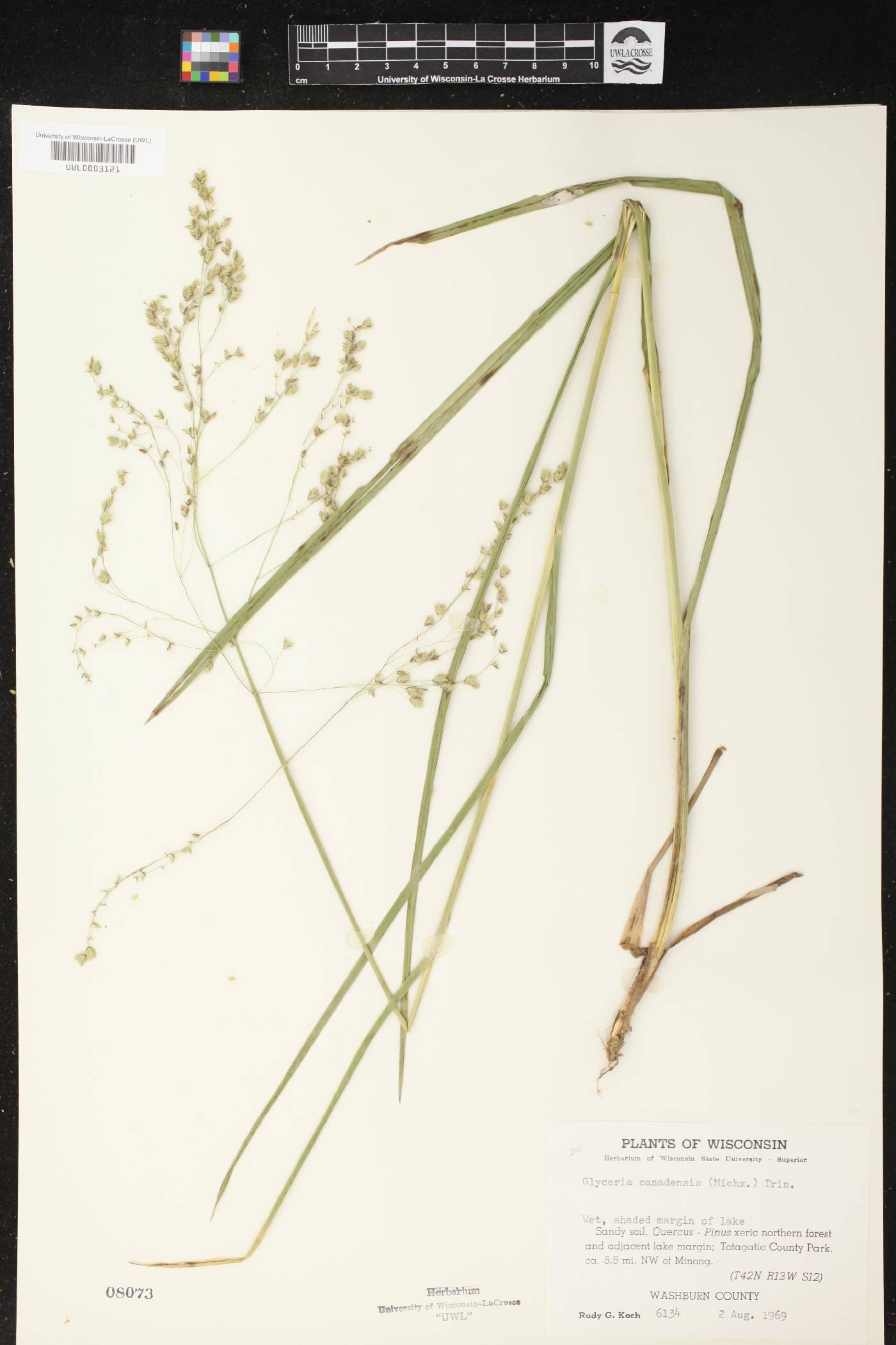 Glyceria canadensis image