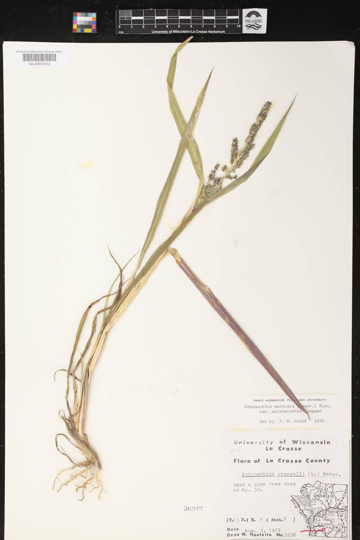 Echinochloa muricata image