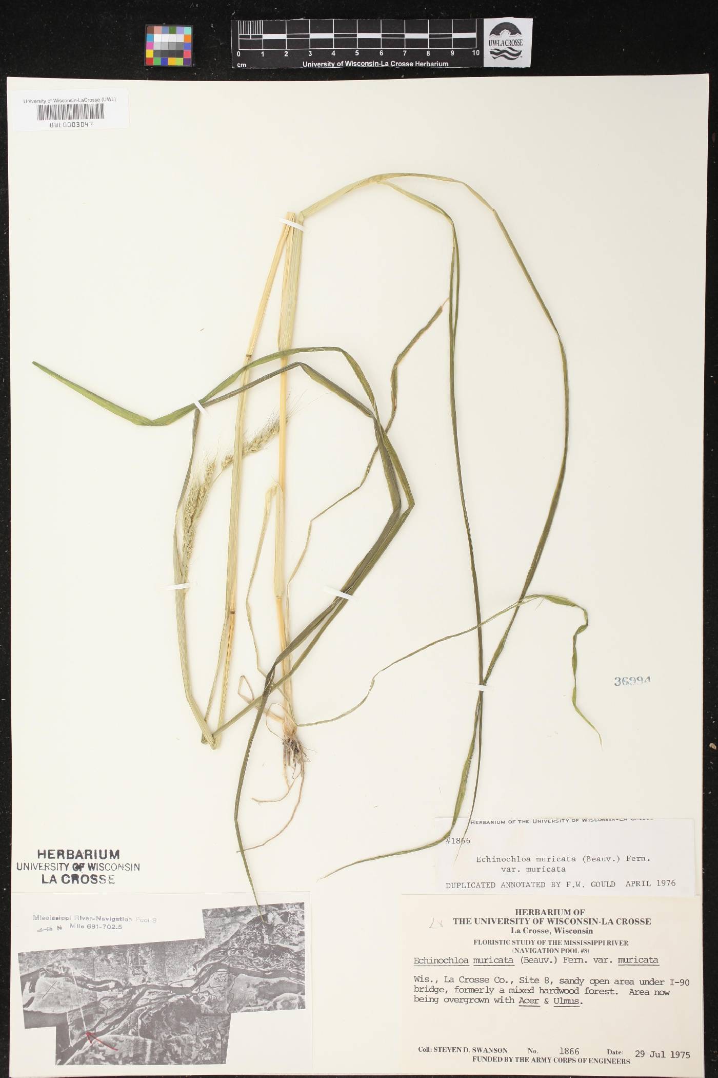 Echinochloa muricata var. muricata image