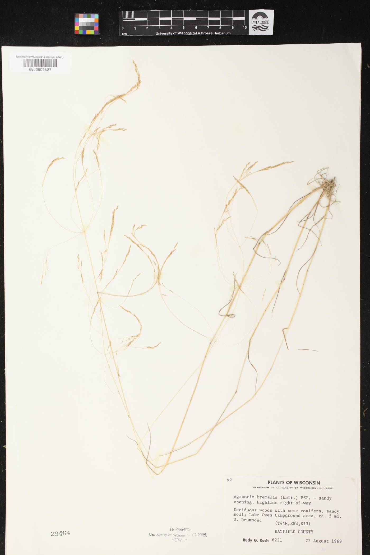 Agrostis hyemalis image