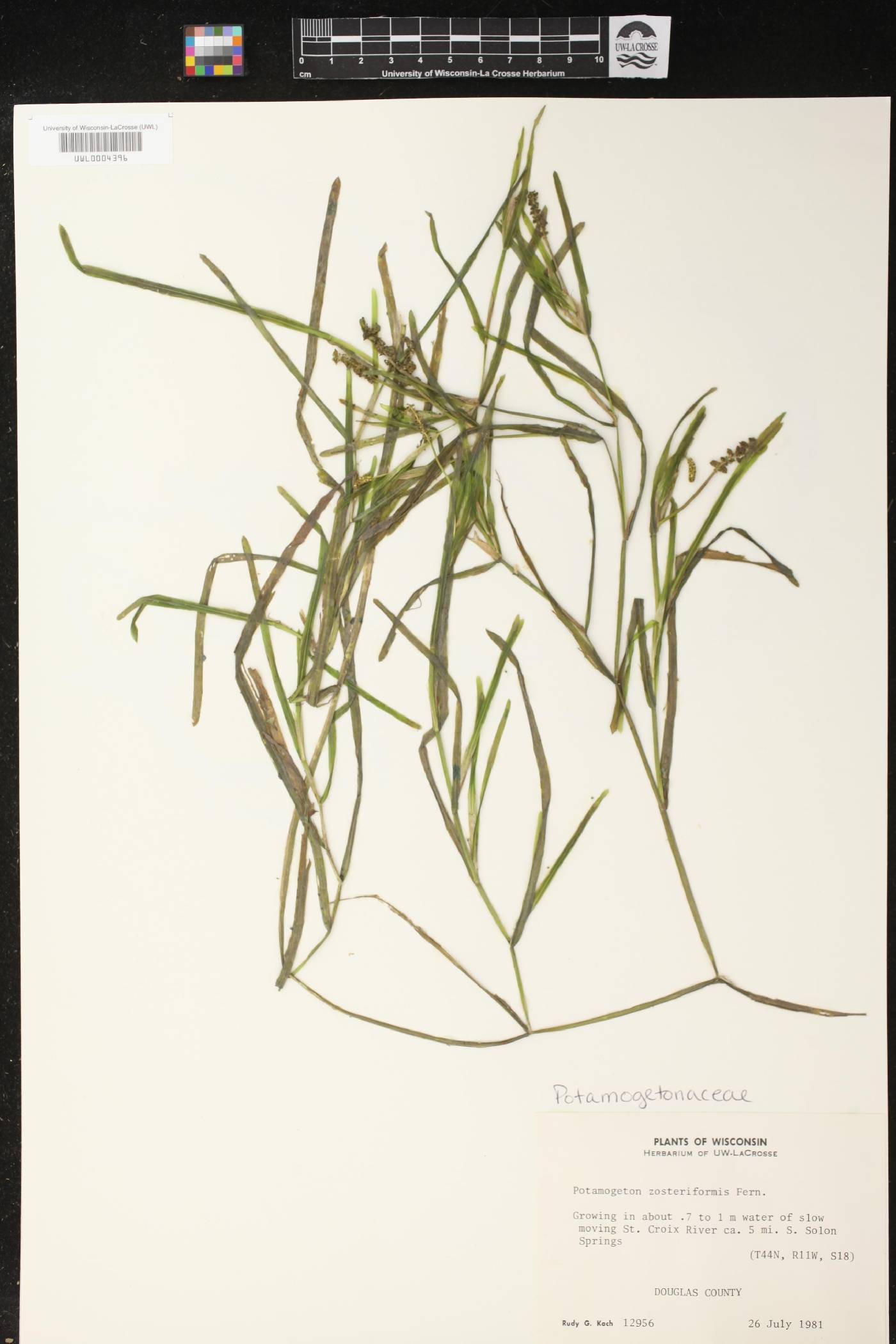 Potamogeton zosteriformis image