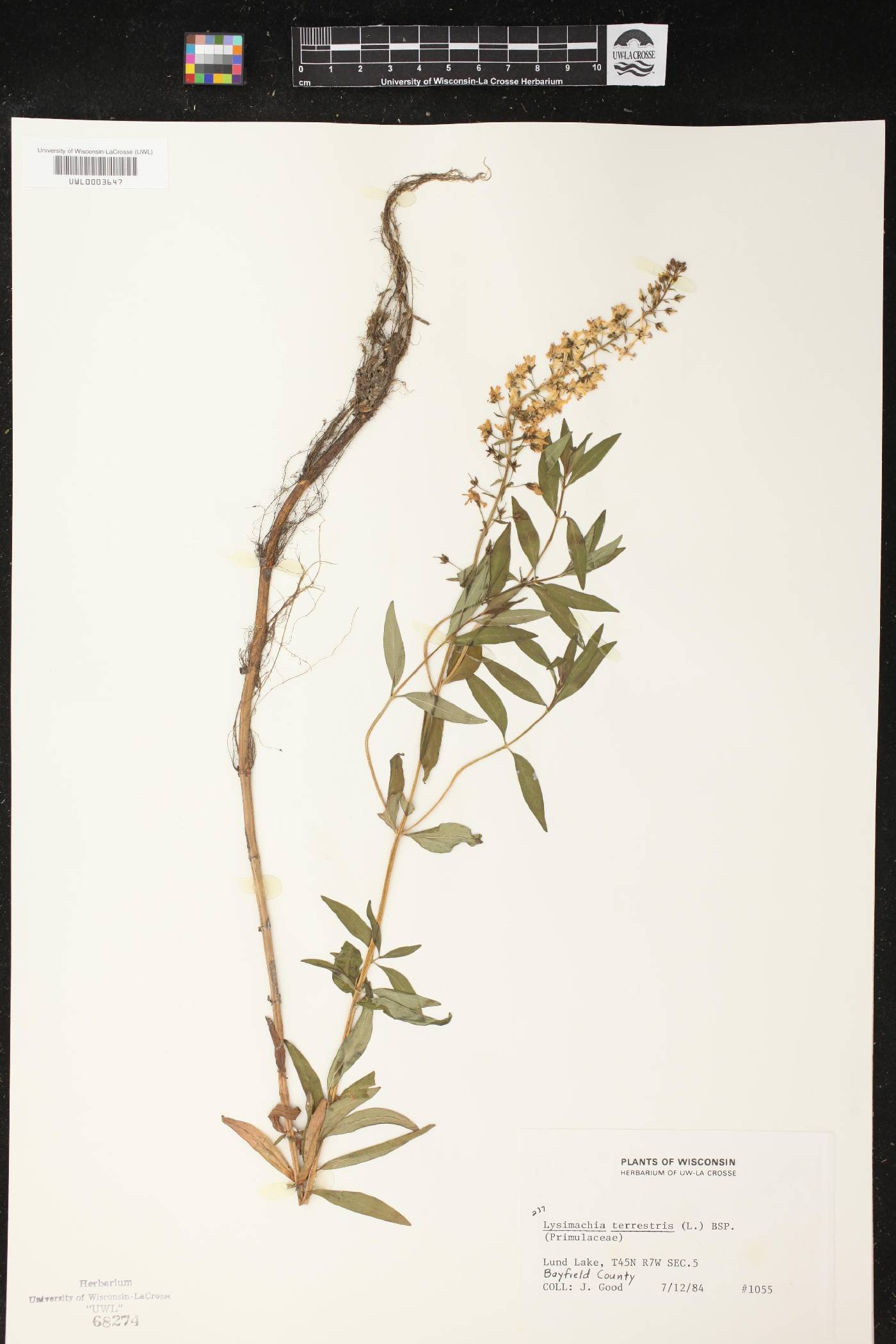 Lysimachia terrestris image