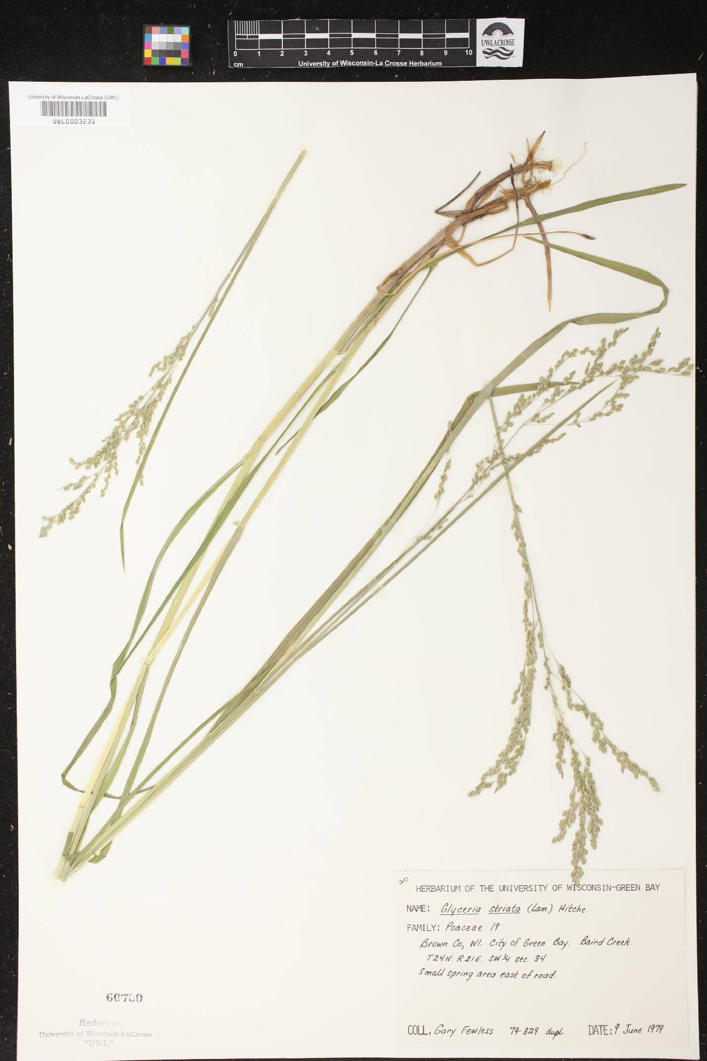 Glyceria striata image