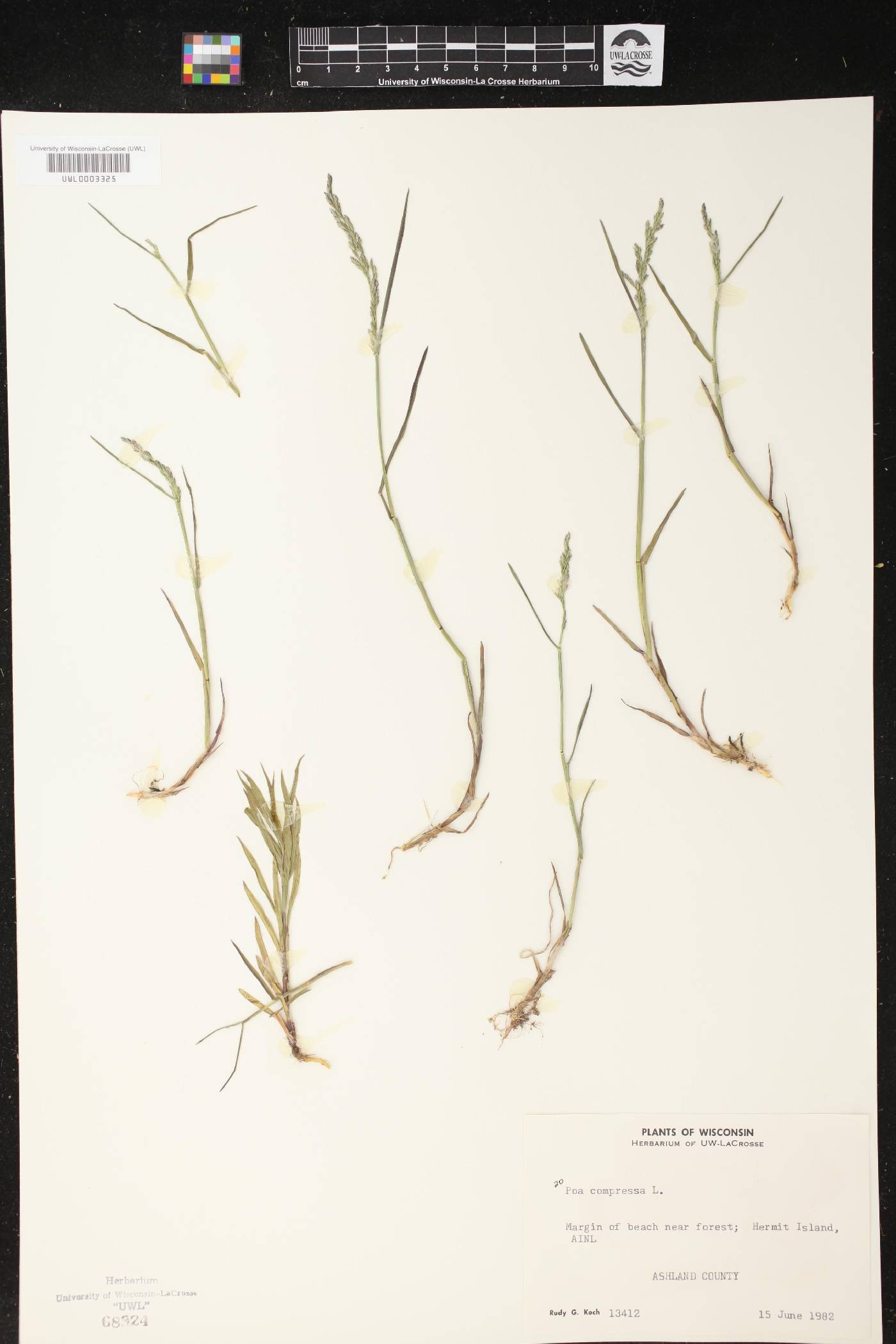 Poa compressa image