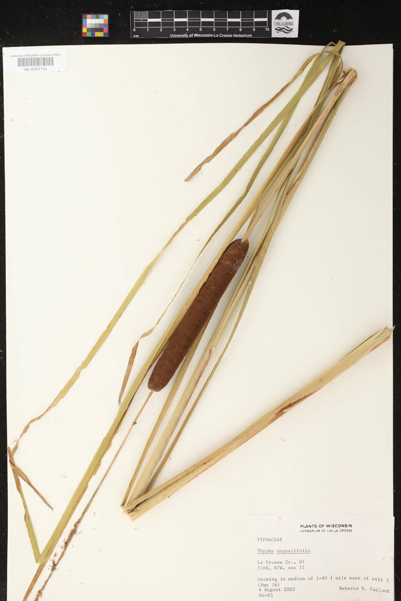 Typha angustifolia image