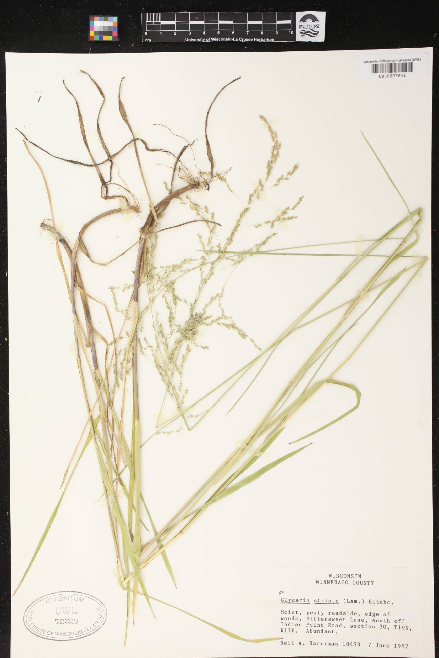 Glyceria striata image