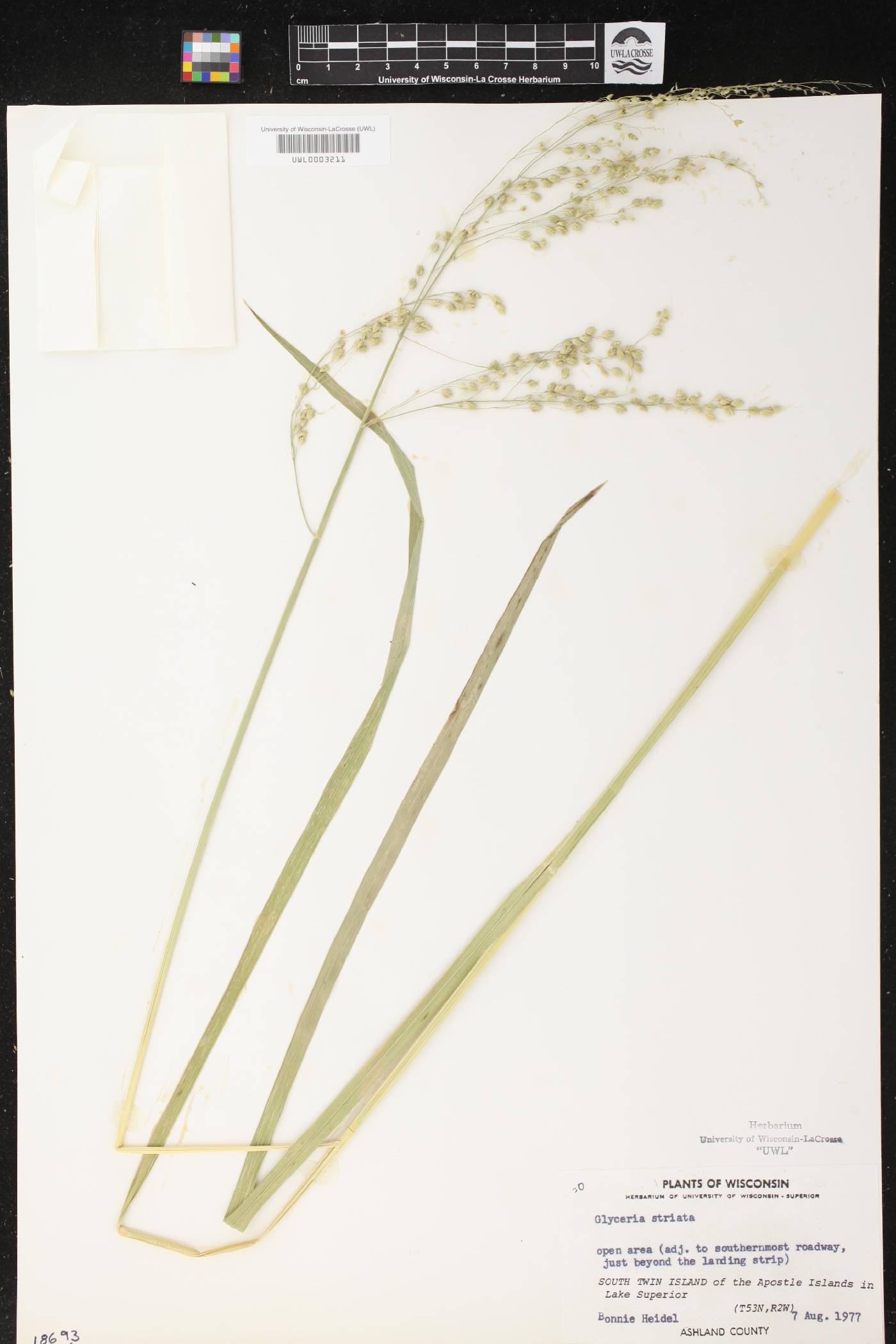 Glyceria striata image