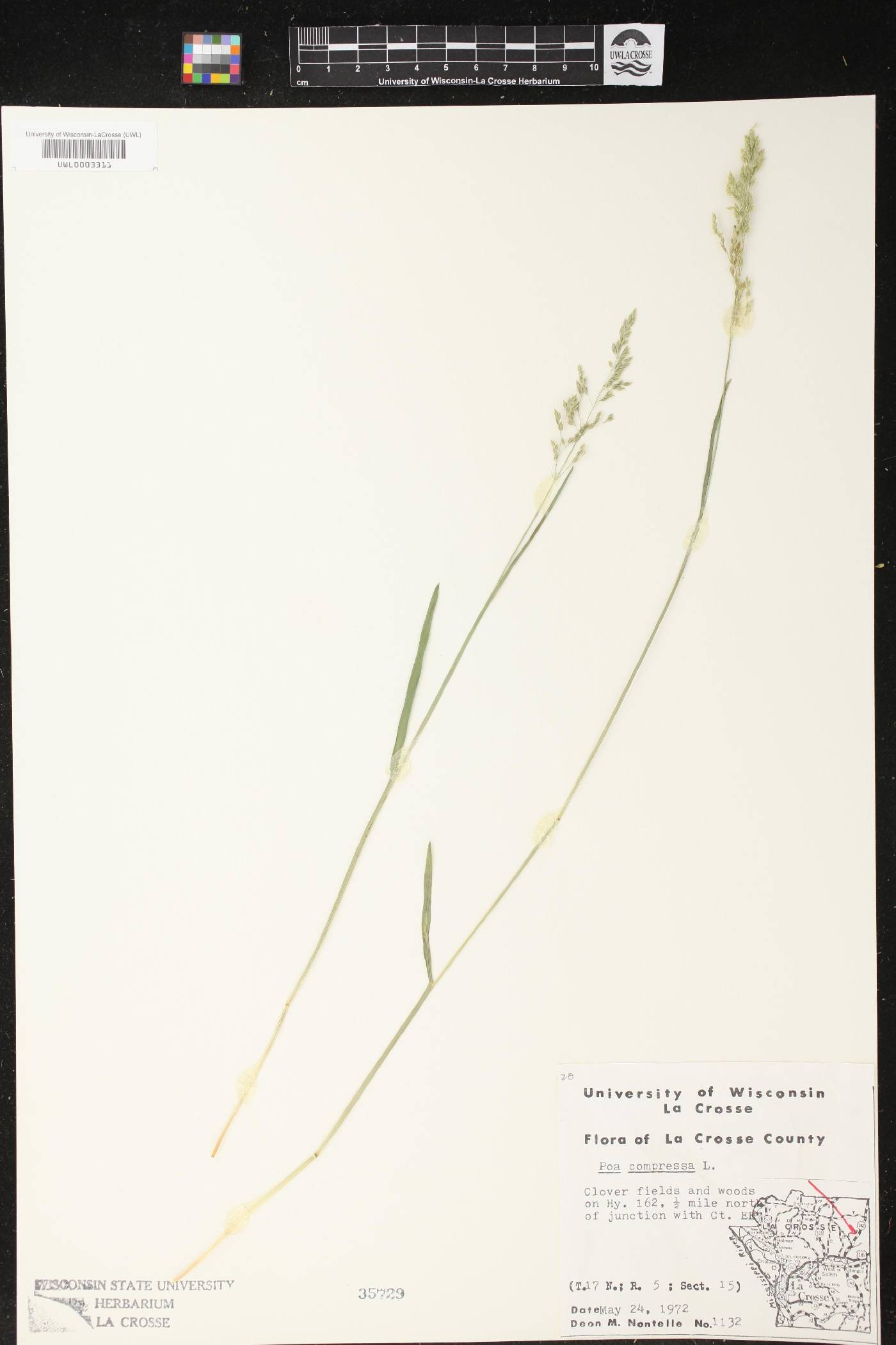 Poa compressa image