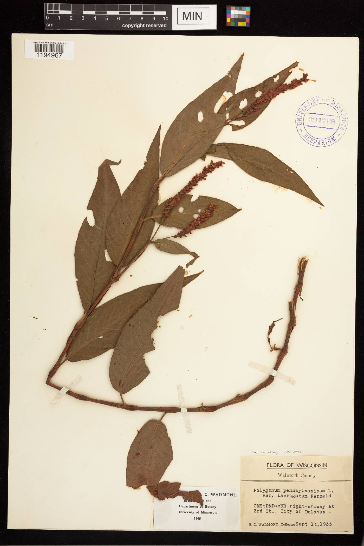 Persicaria pensylvanica image