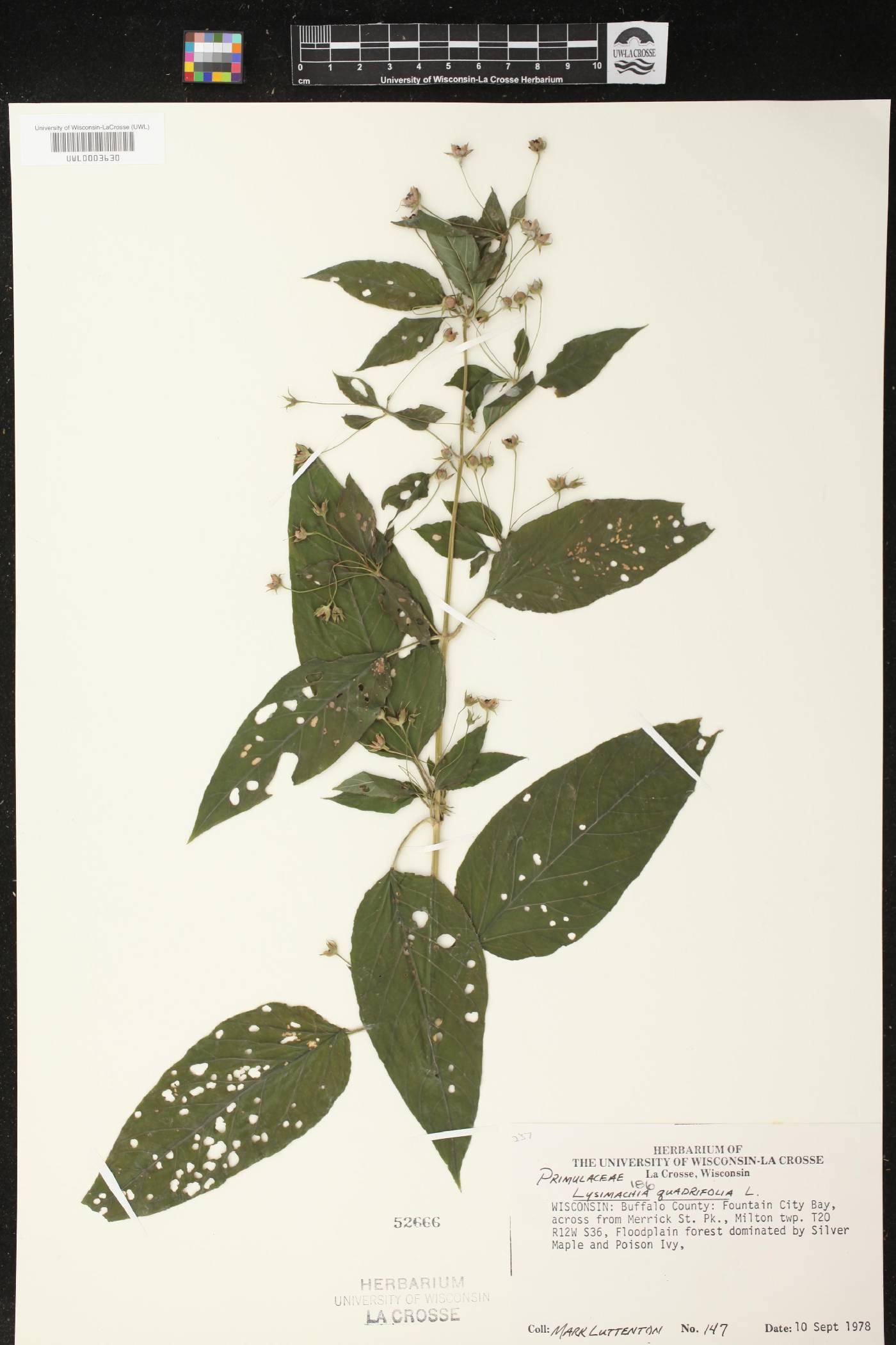 Lysimachia quadrifolia image