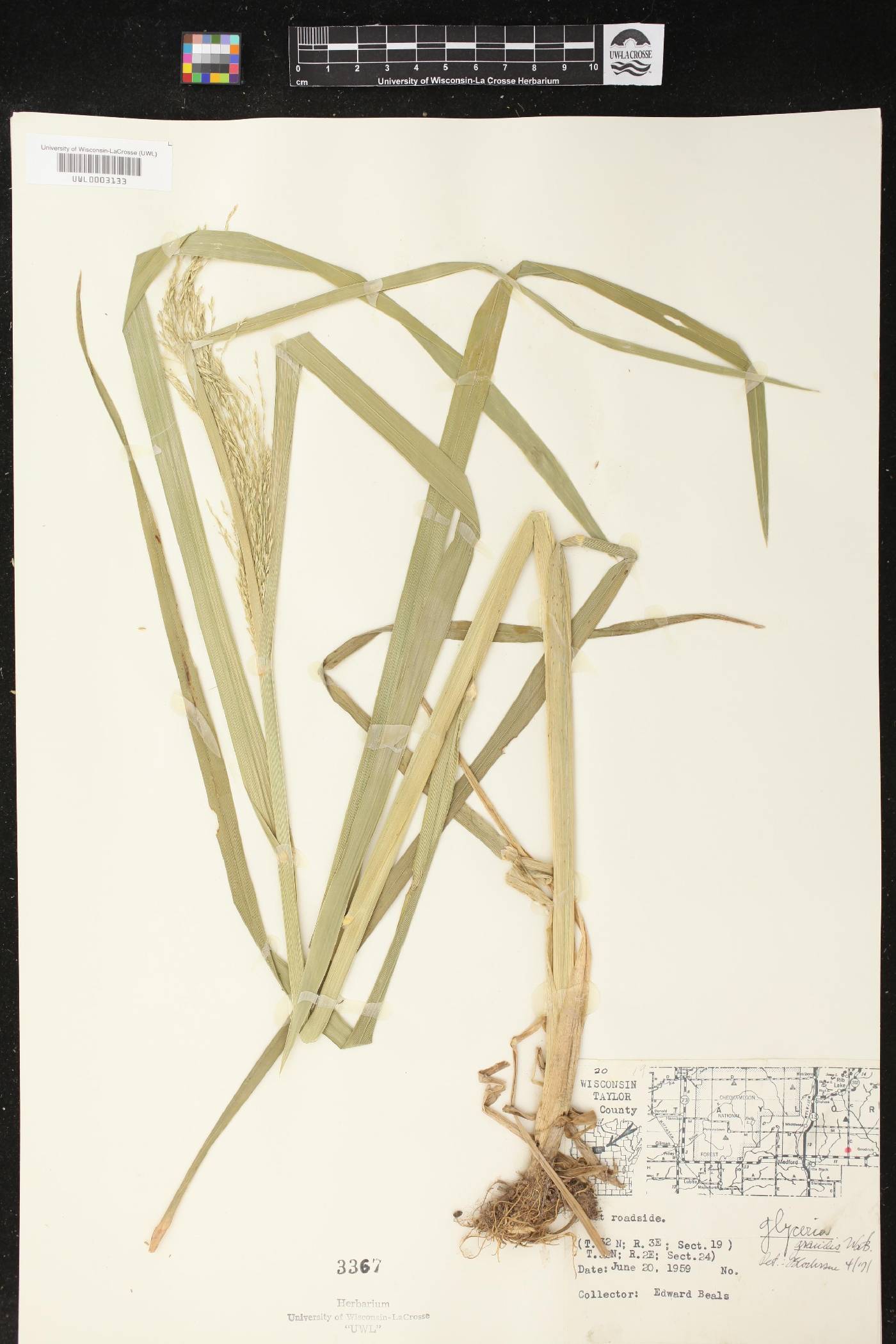 Glyceria grandis image