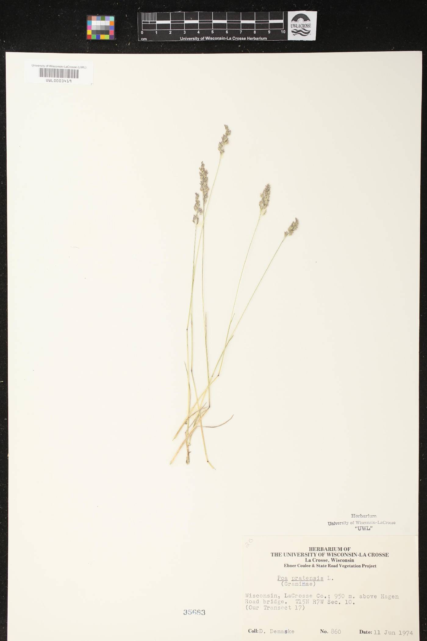 Poa pratensis image