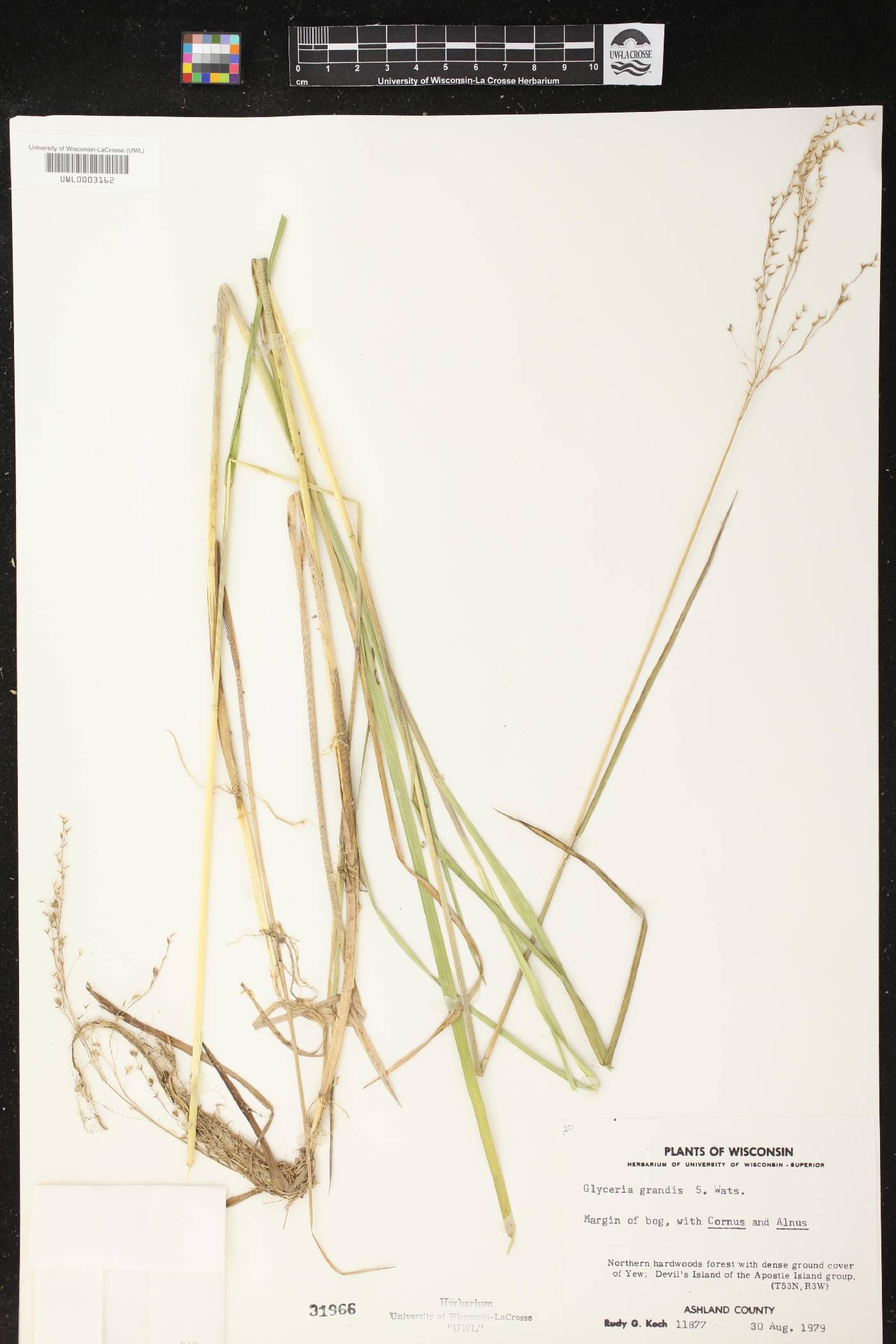 Glyceria grandis image