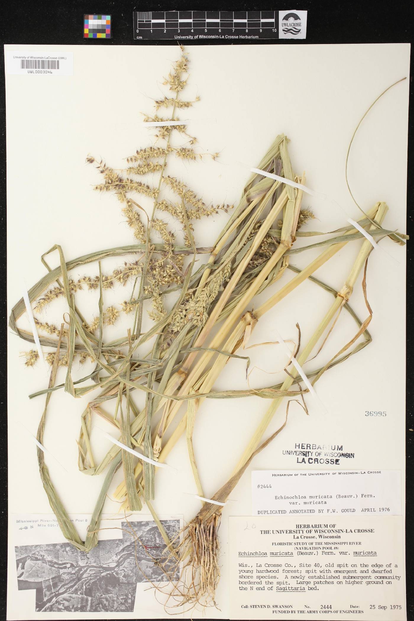 Echinochloa muricata var. muricata image