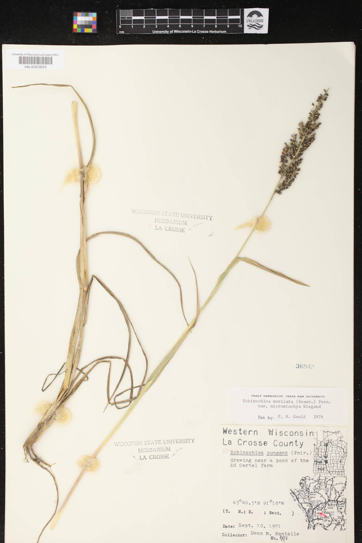 Echinochloa muricata var. microstachya image