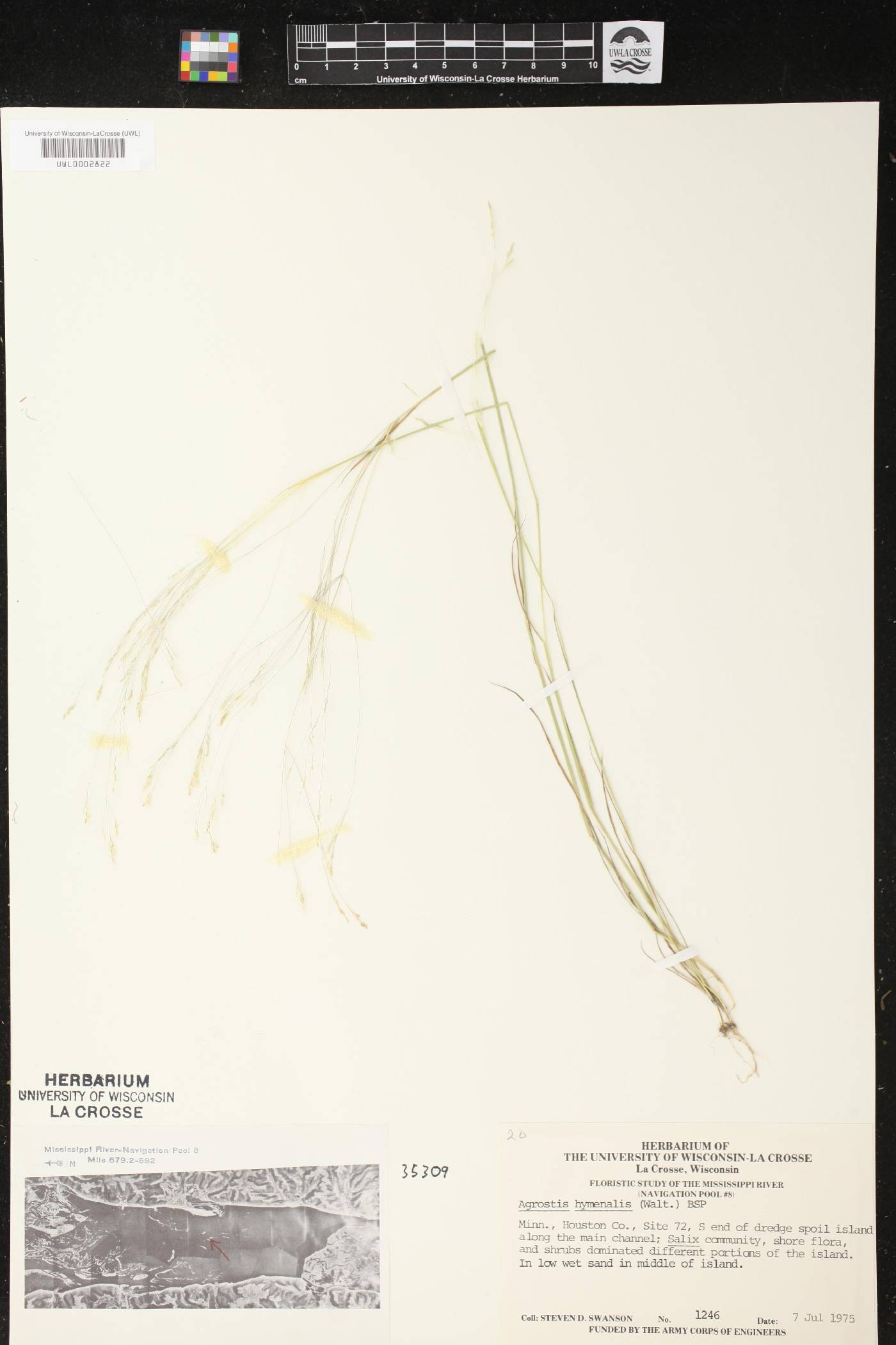 Agrostis hyemalis image