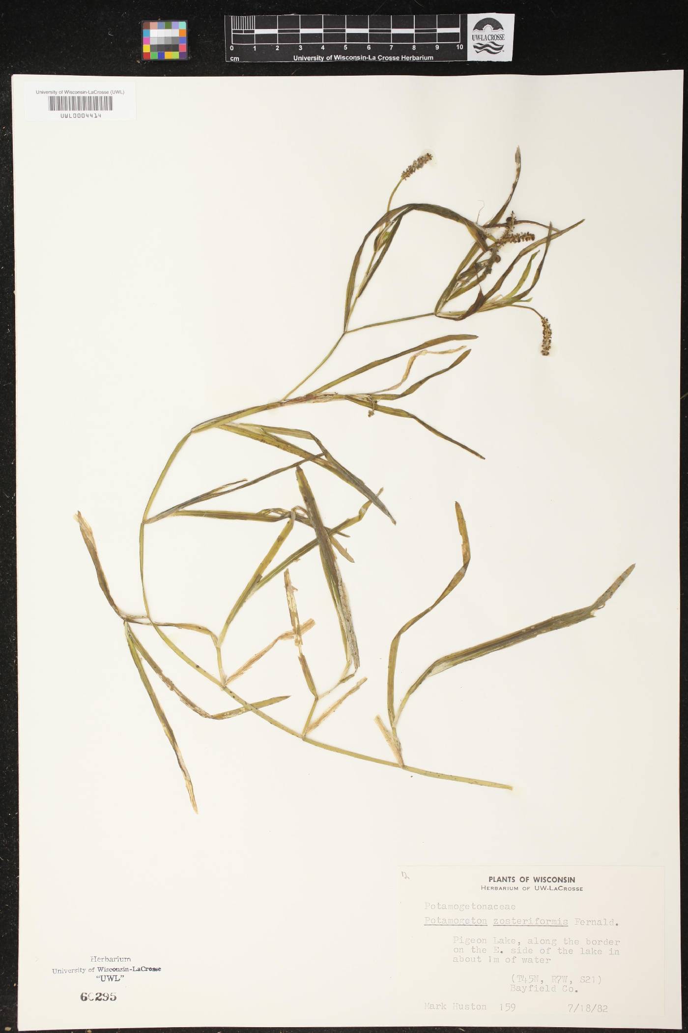 Potamogeton zosteriformis image