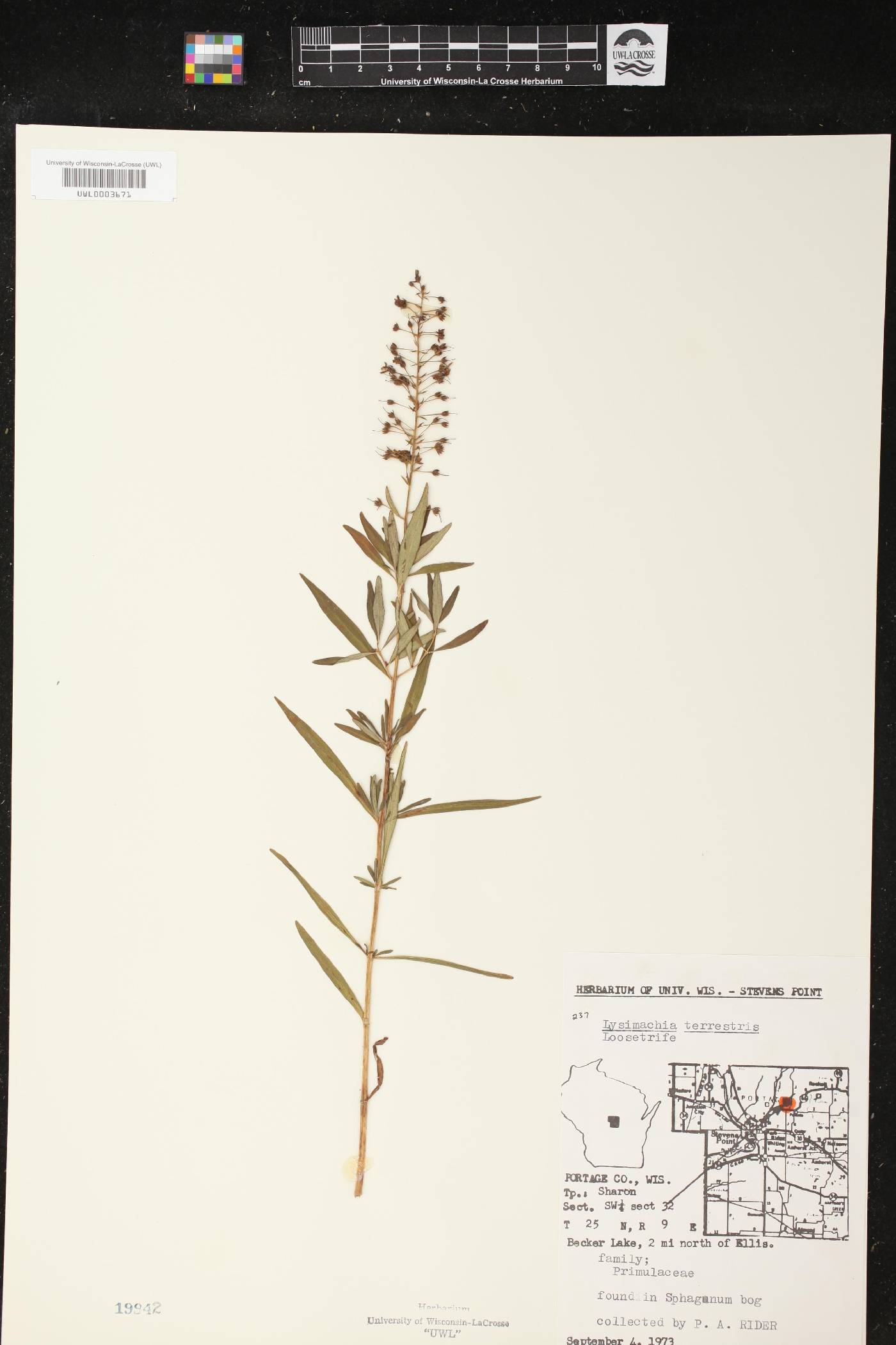 Lysimachia terrestris image