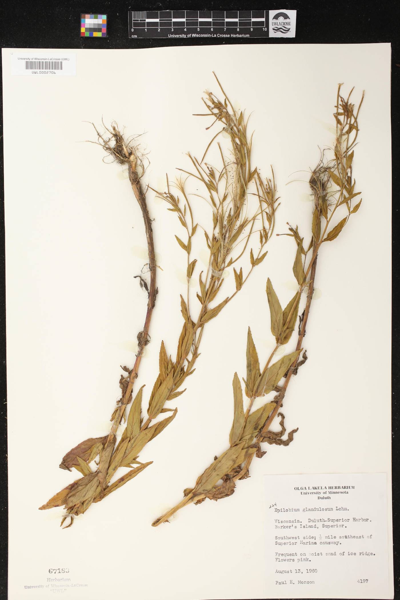 Epilobium ciliatum image