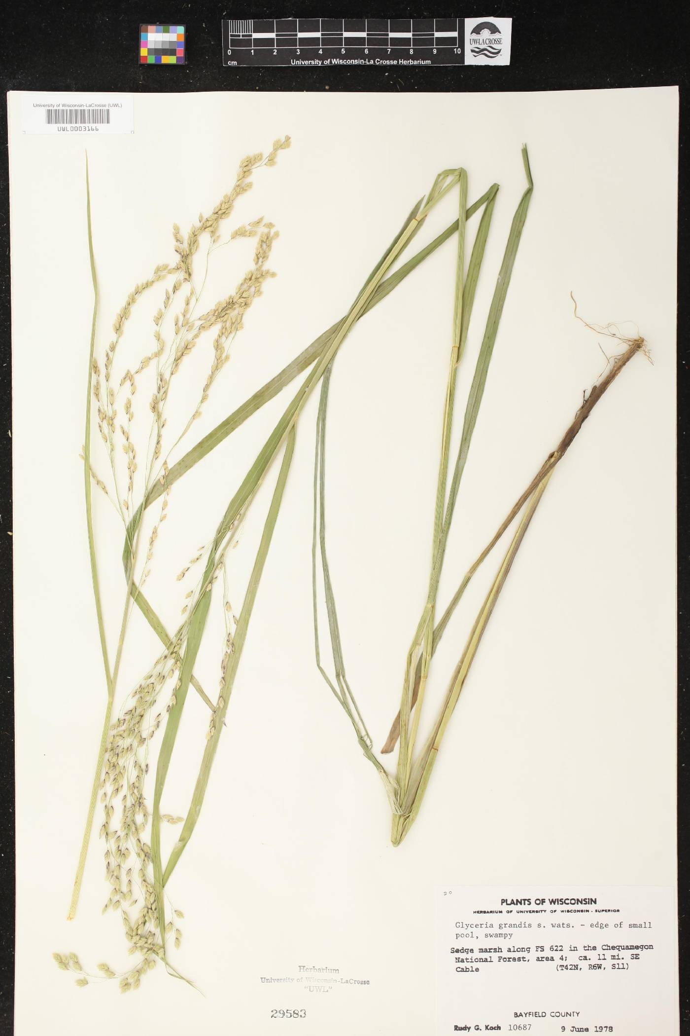 Glyceria grandis image
