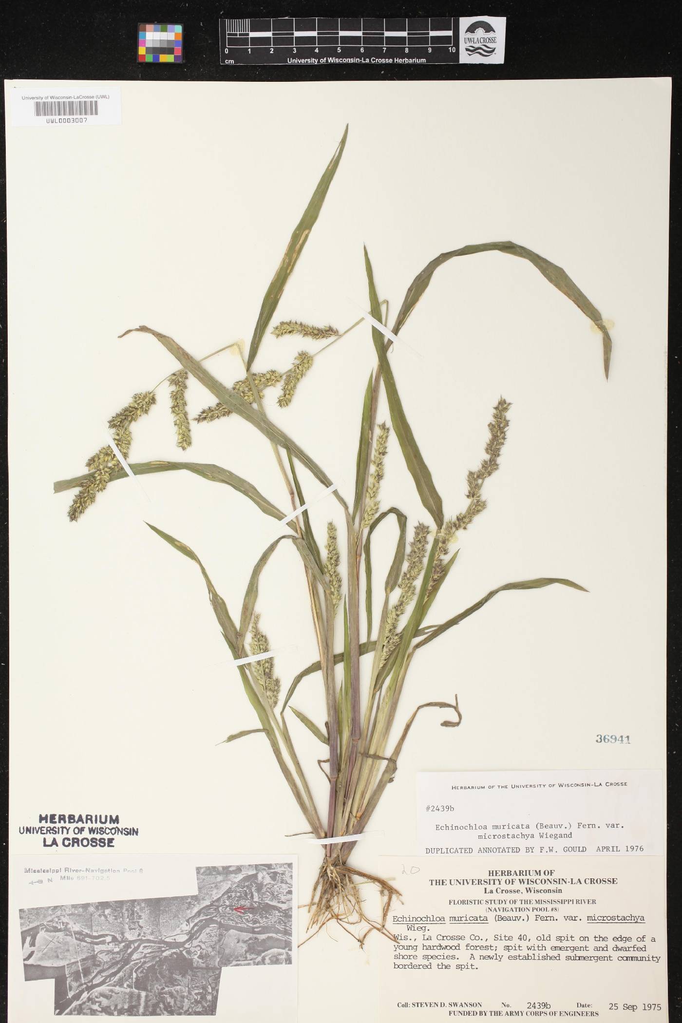 Echinochloa muricata var. microstachya image