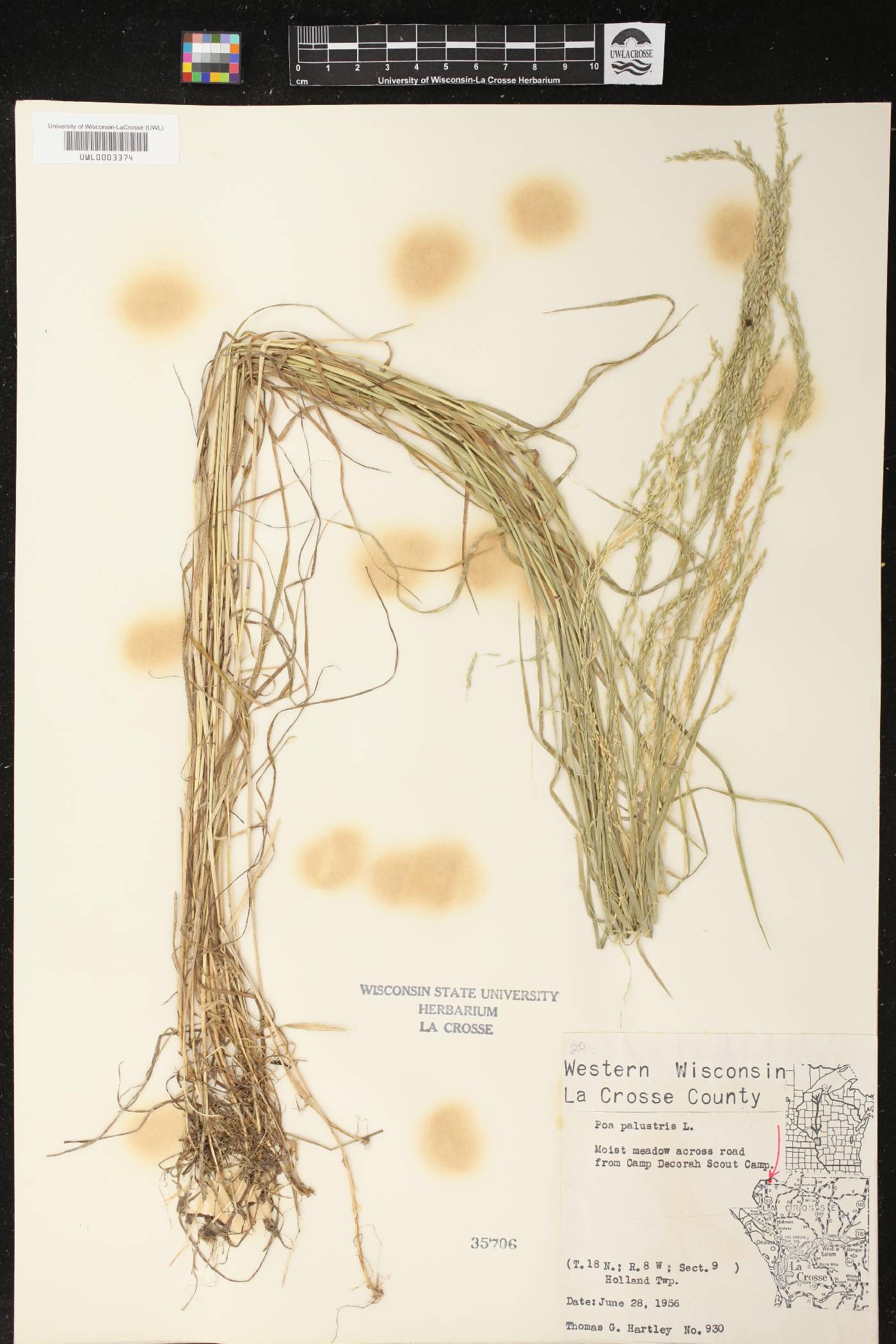 Poa palustris image