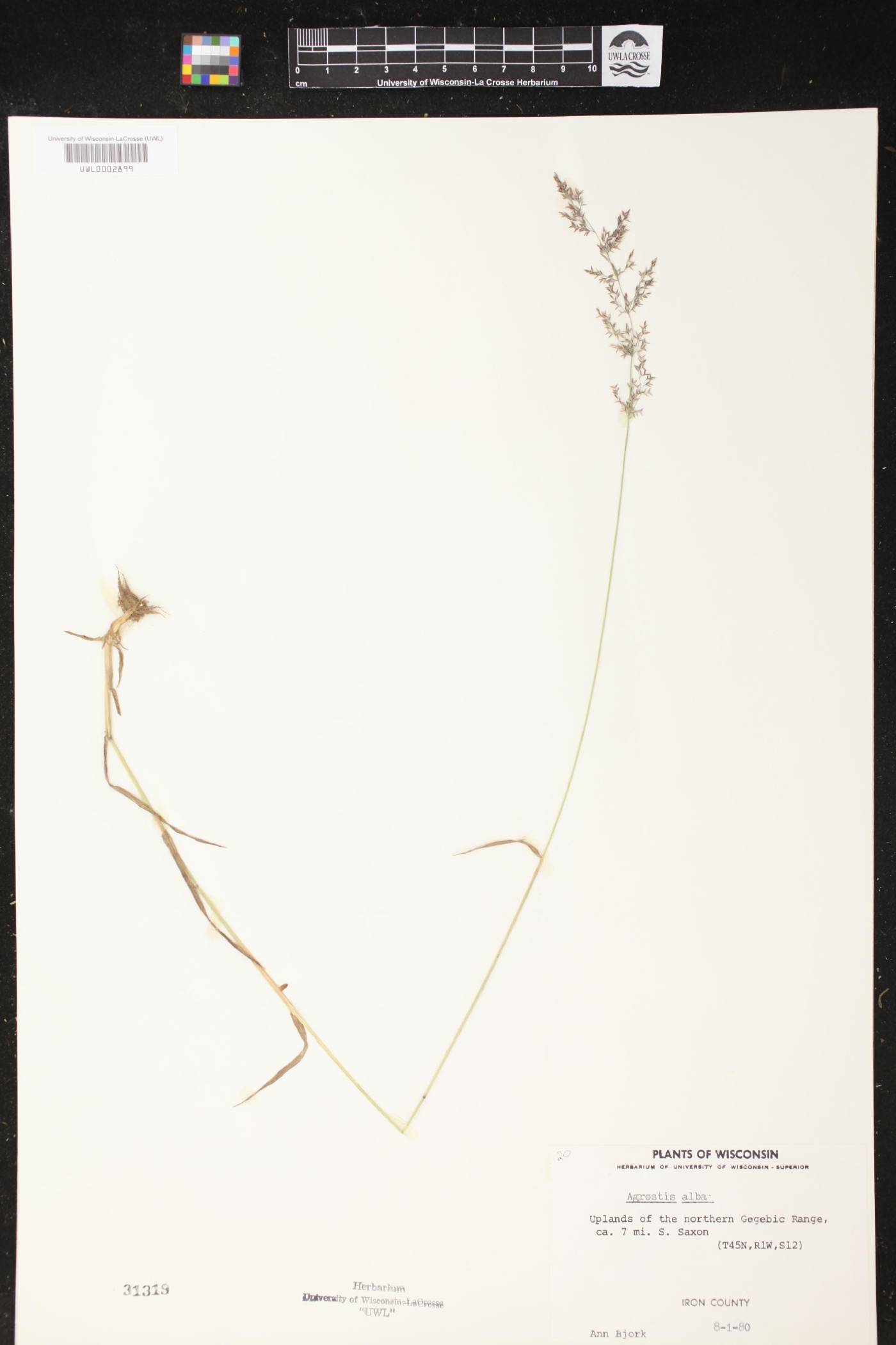 Agrostis gigantea image
