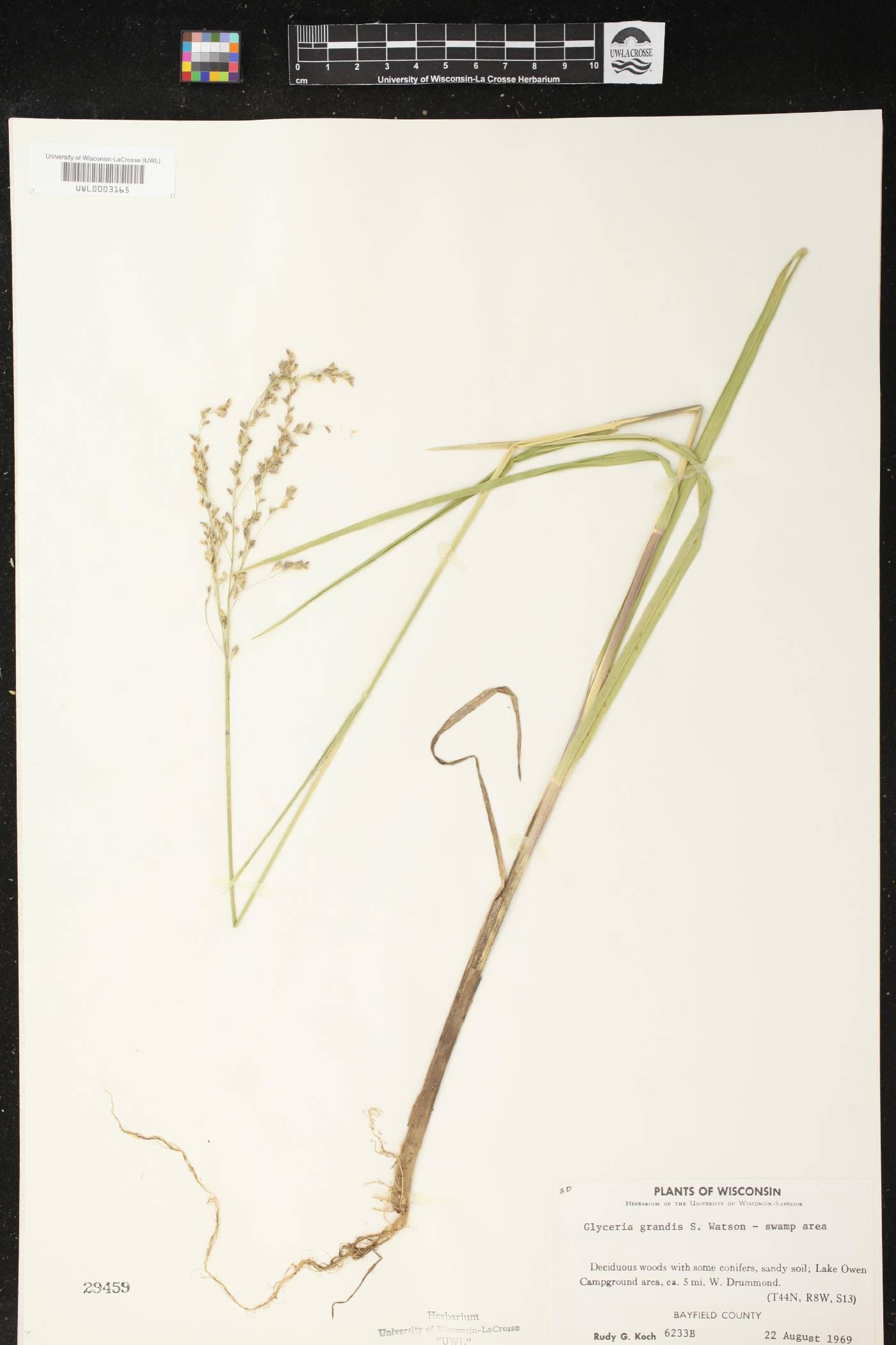 Glyceria grandis image