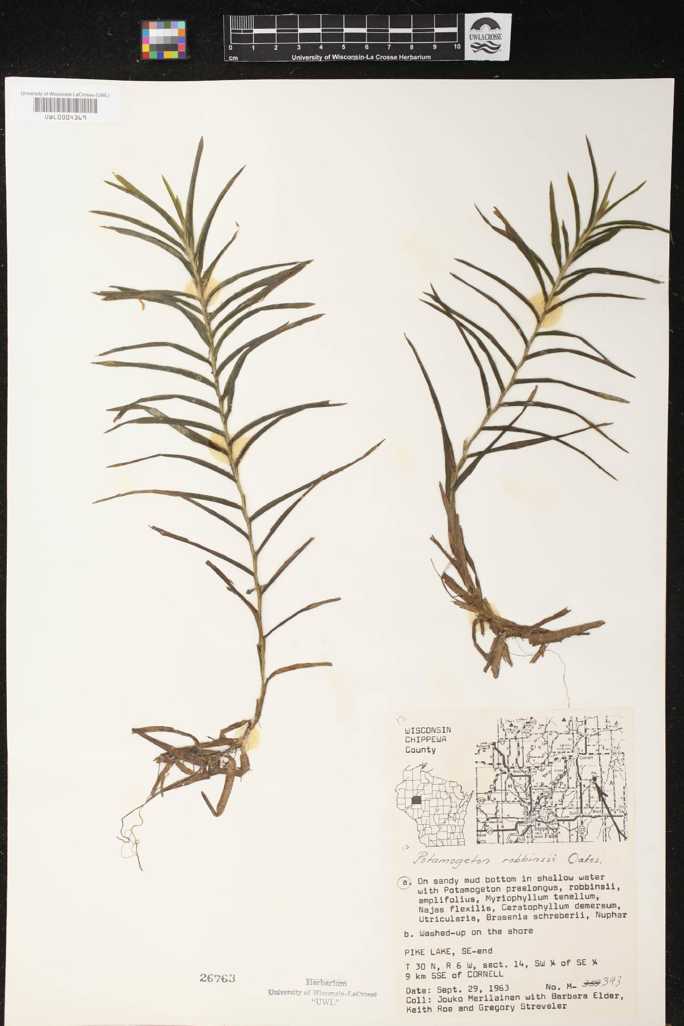 Potamogeton robbinsii image