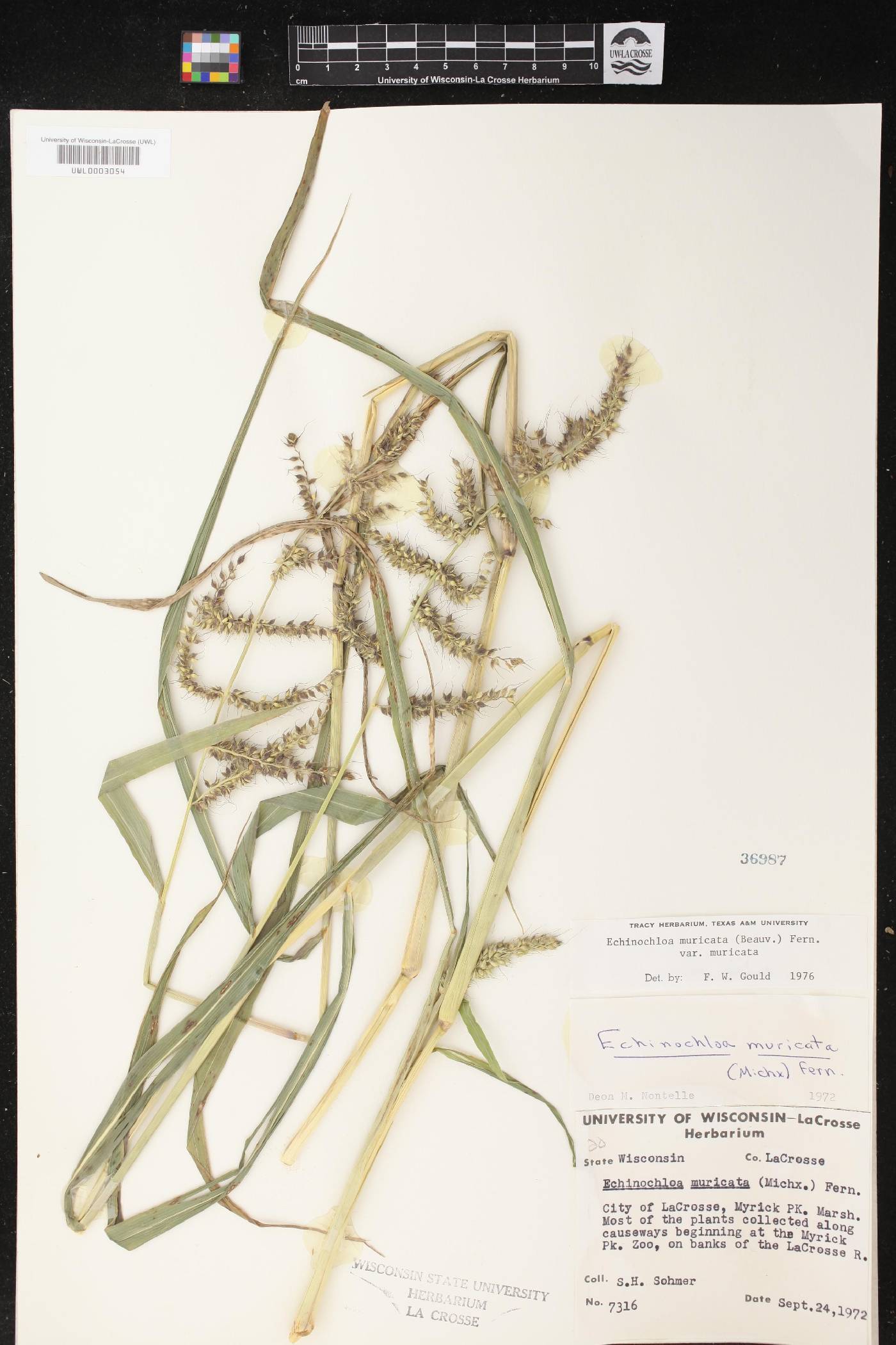 Echinochloa muricata var. muricata image