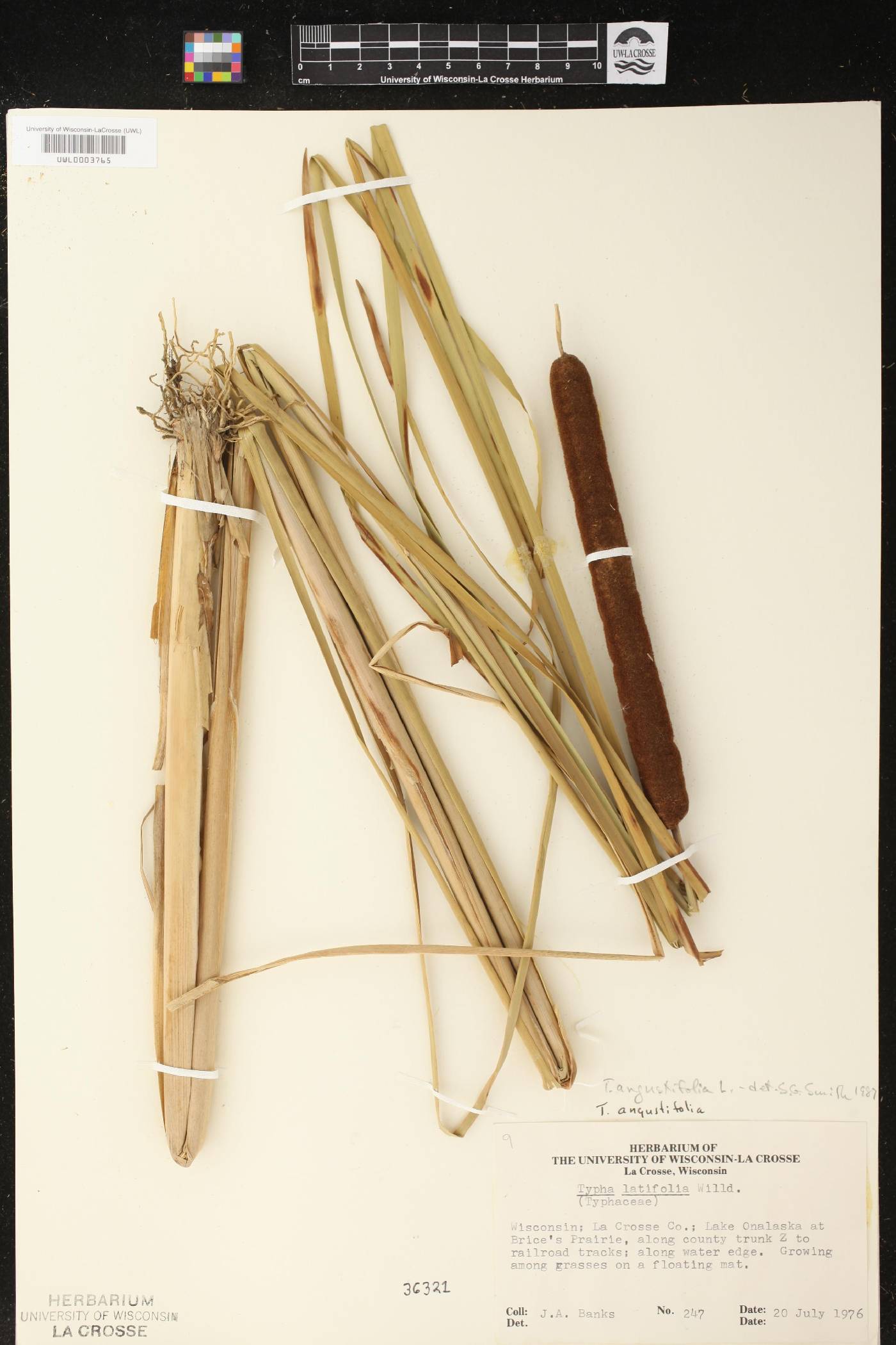Typha angustifolia image