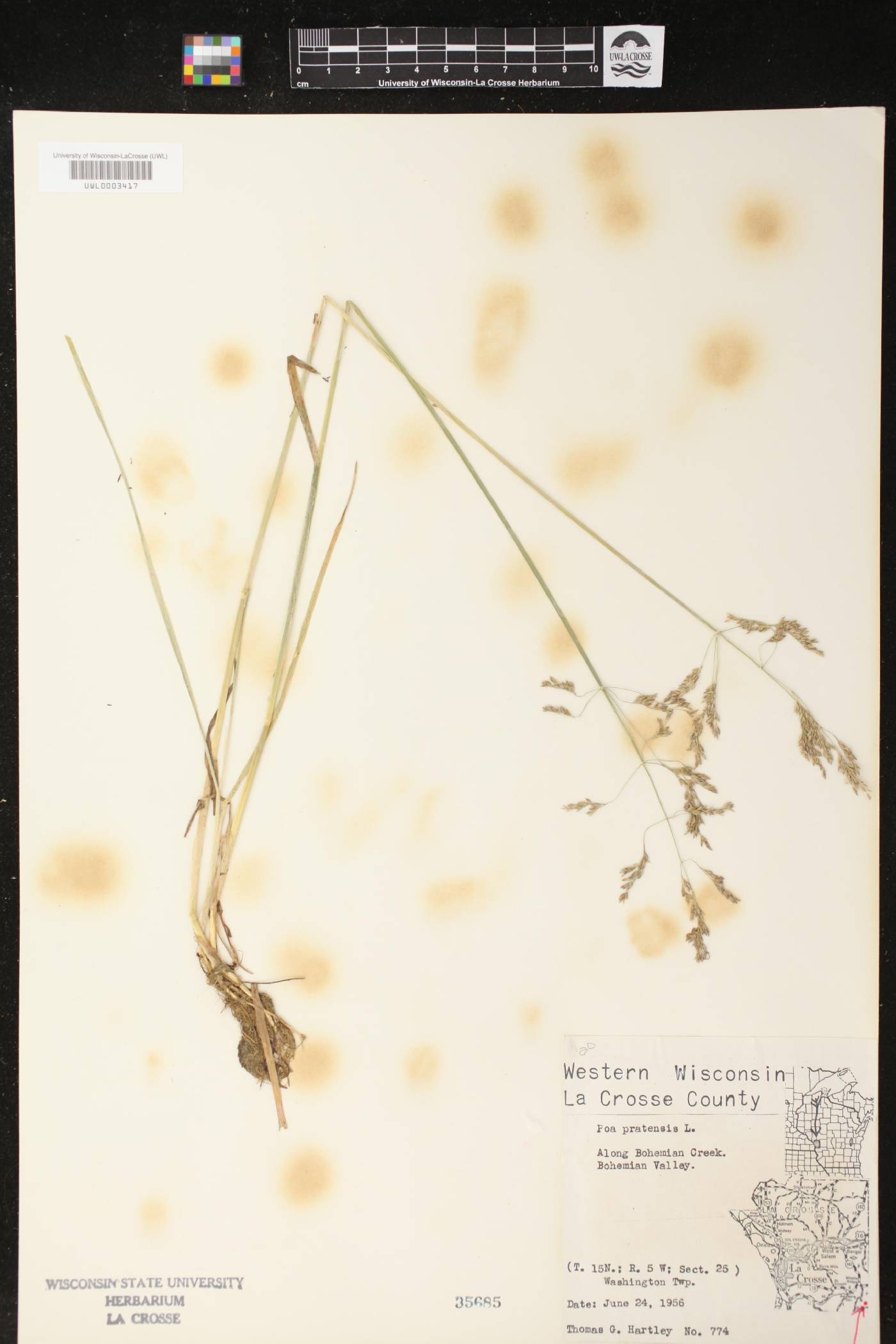 Poa pratensis image