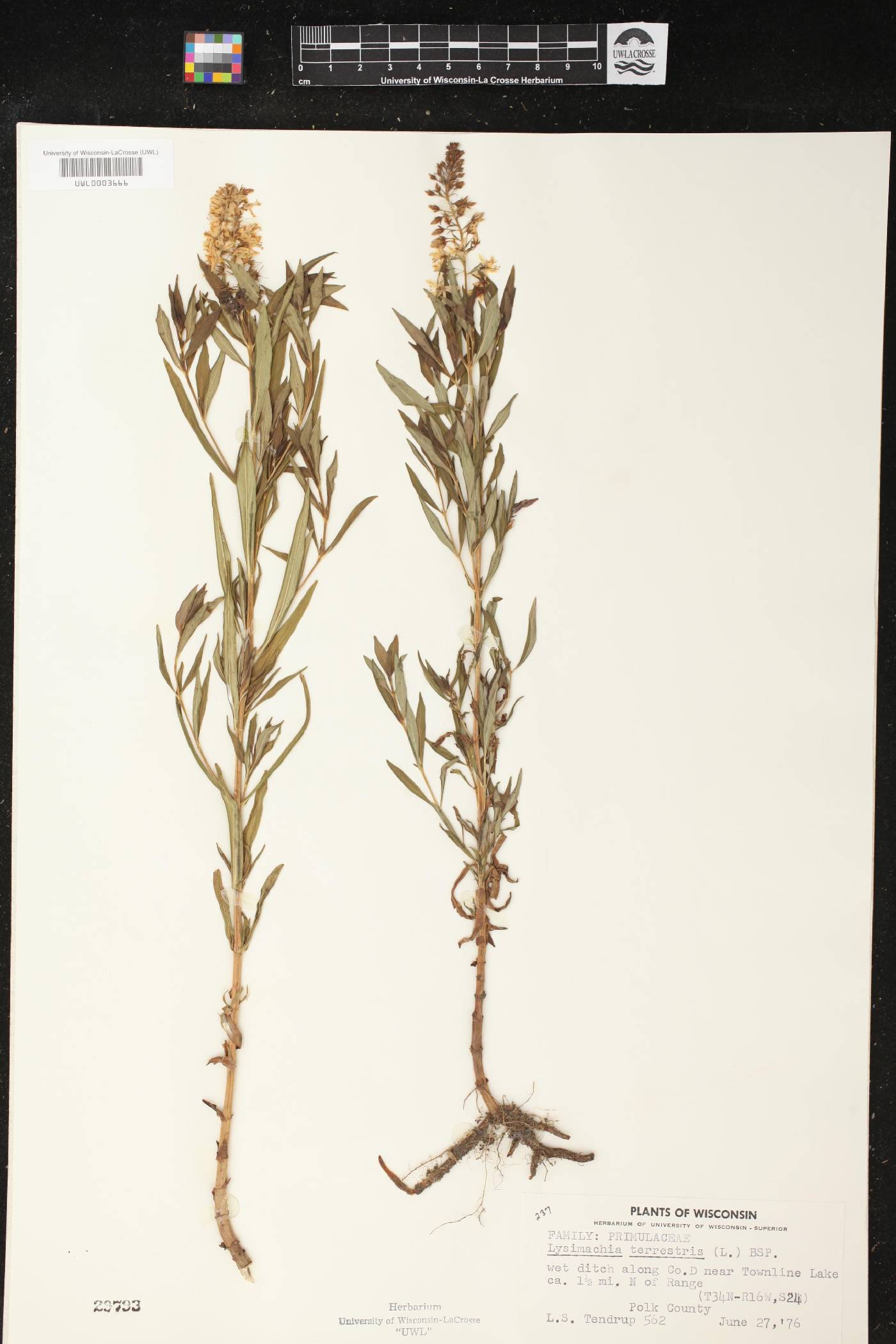 Lysimachia terrestris image