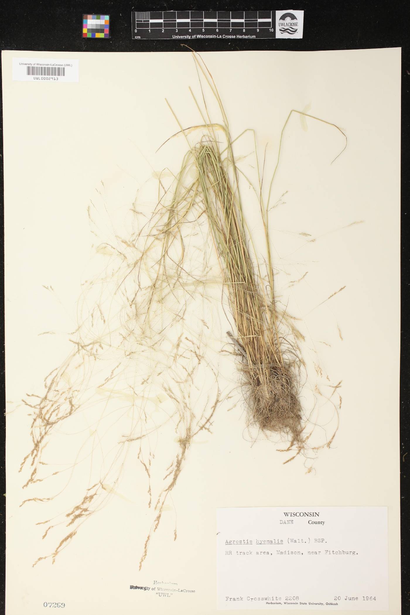 Agrostis hyemalis image