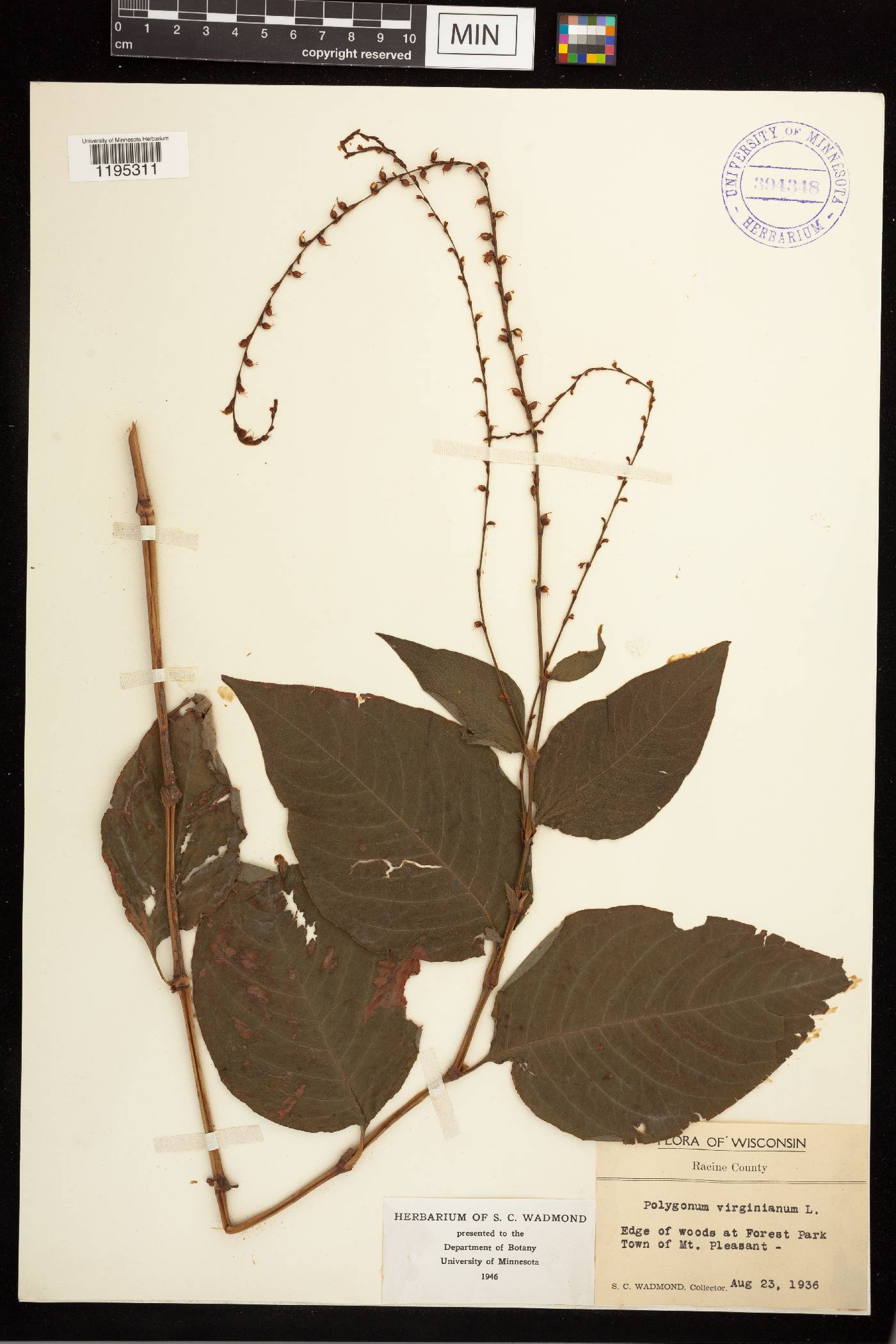 Persicaria virginiana image