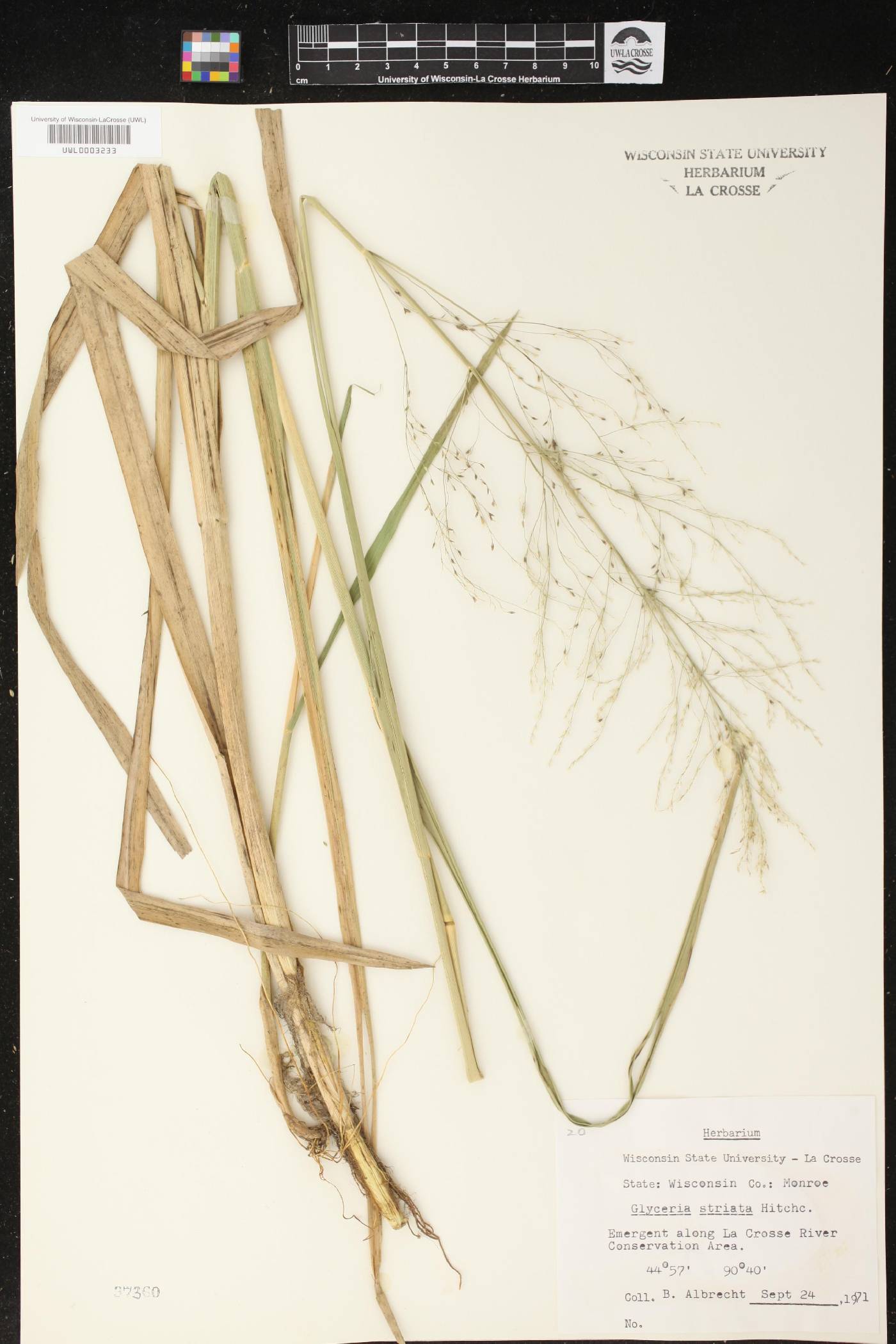 Glyceria striata image